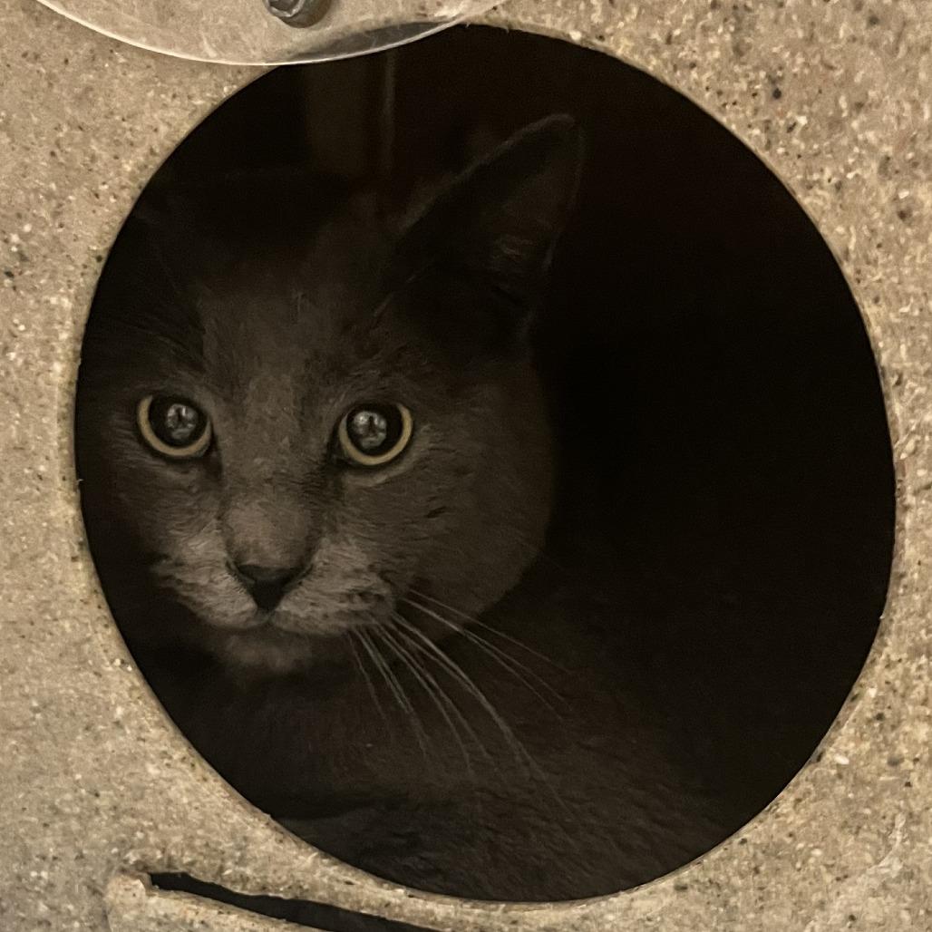 Enlarge Velvet, a Adoptable Domestic Short Hair in Cheyenne, WY image 1/1