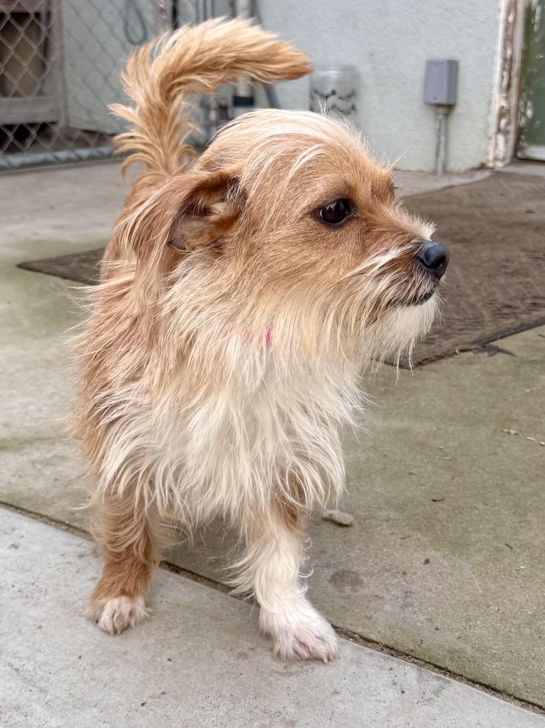 Venus , adopted, Adult Female Terrier.