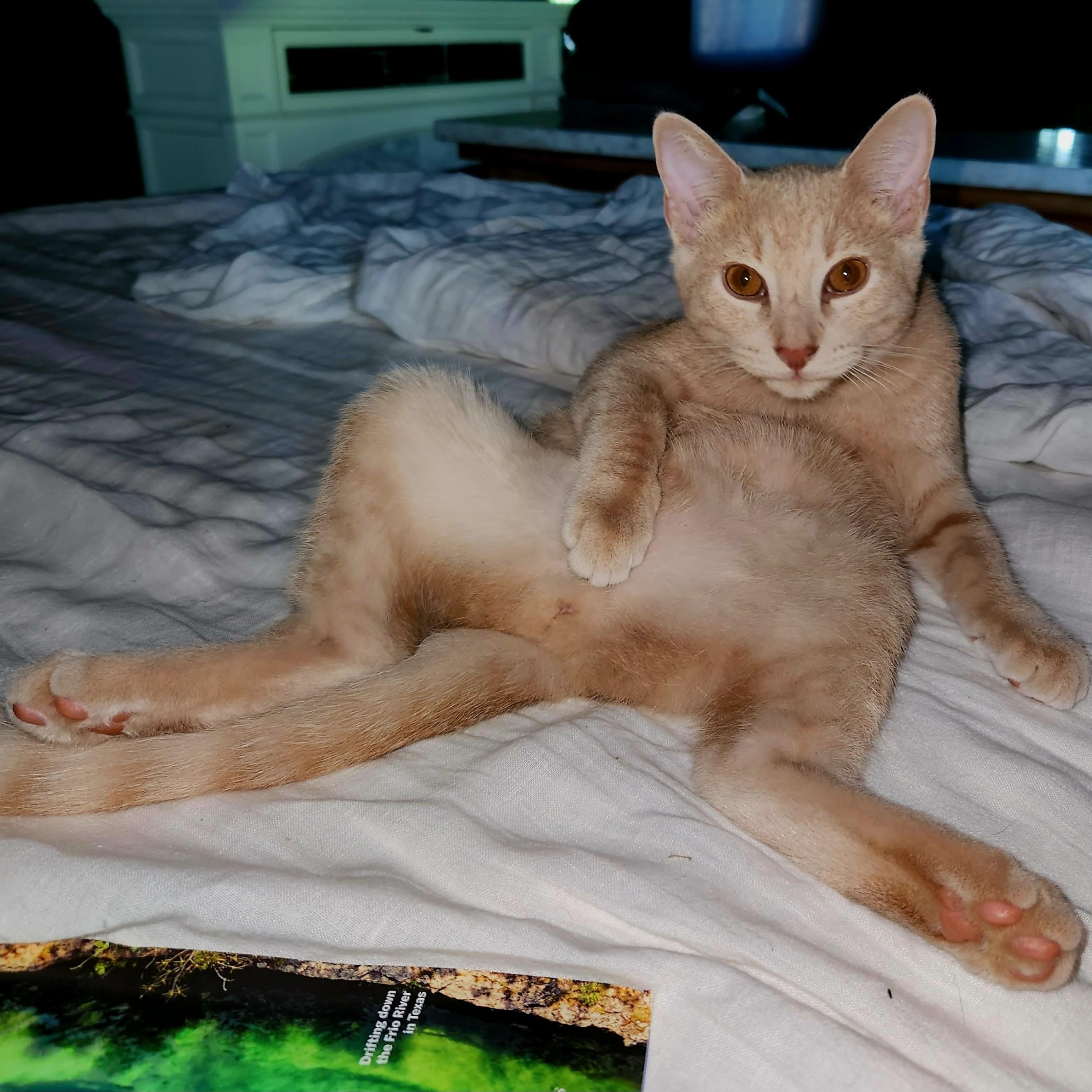 Enlarge Sage, a Adopted Domestic Short Hair in Maryville, TN image 1/3