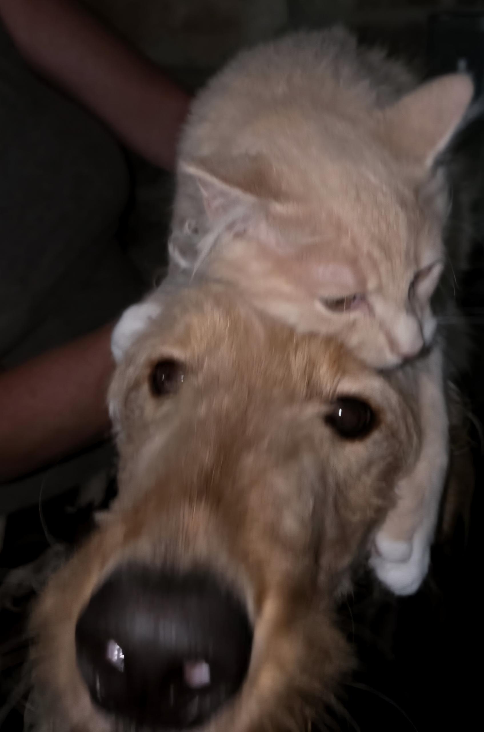 Enlarge Sage, a Adopted Domestic Short Hair in Maryville, TN image 2/3