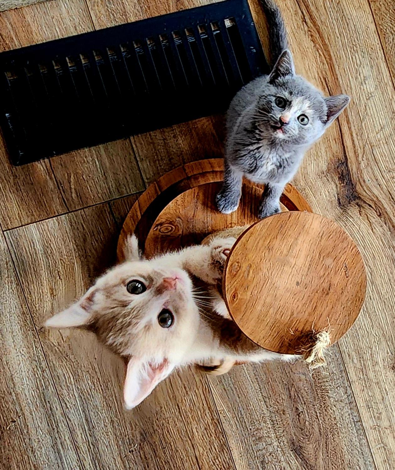 Enlarge Sage, a Adopted Domestic Short Hair in Maryville, TN image 3/3