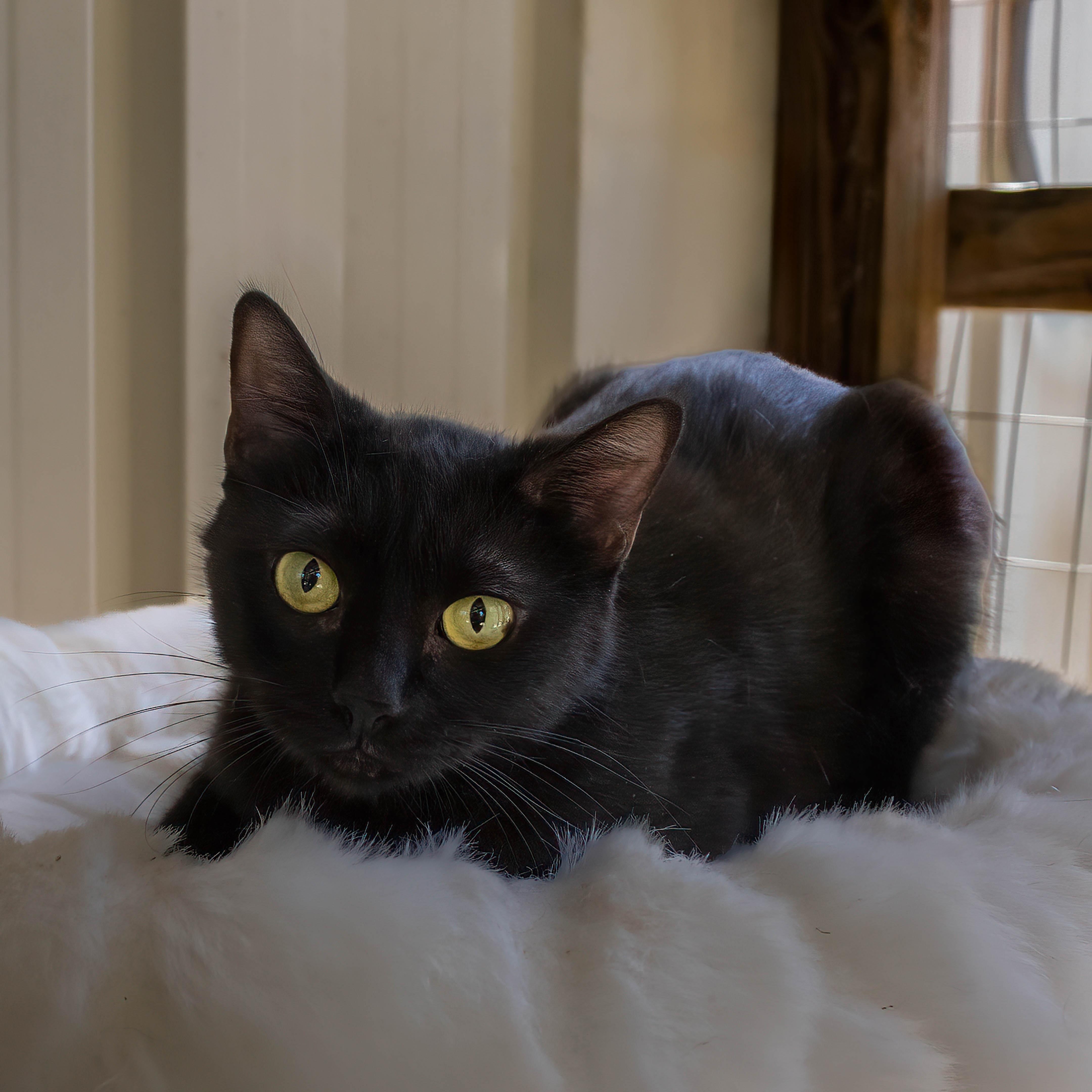 Enlarge Bella, a Adoptable Domestic Short Hair in Lago Vista, TX image 2/6