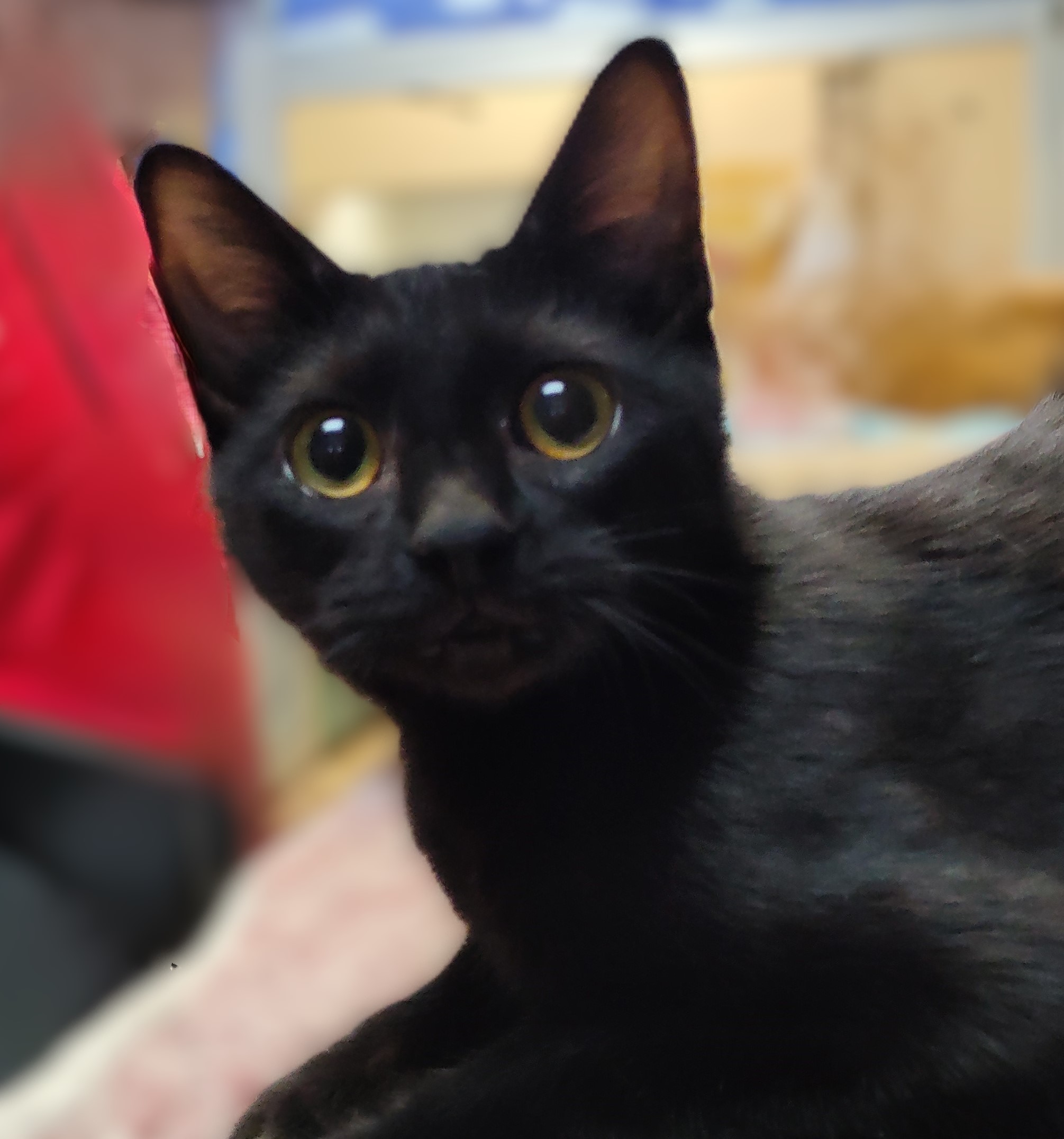Enlarge Bella, a Adoptable Domestic Short Hair in Lago Vista, TX image 3/6