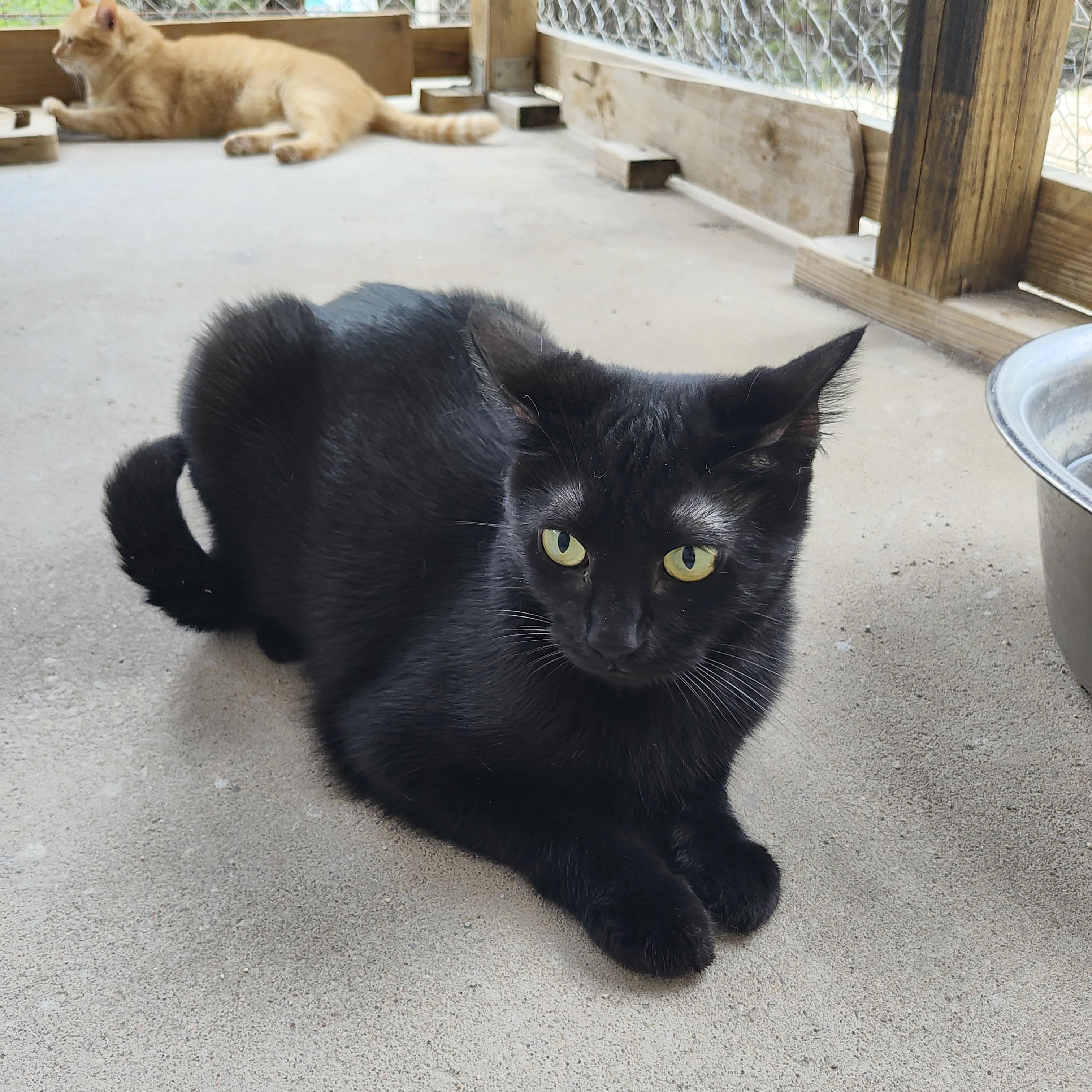 Enlarge Bella, a Adoptable Domestic Short Hair in Lago Vista, TX image 4/6