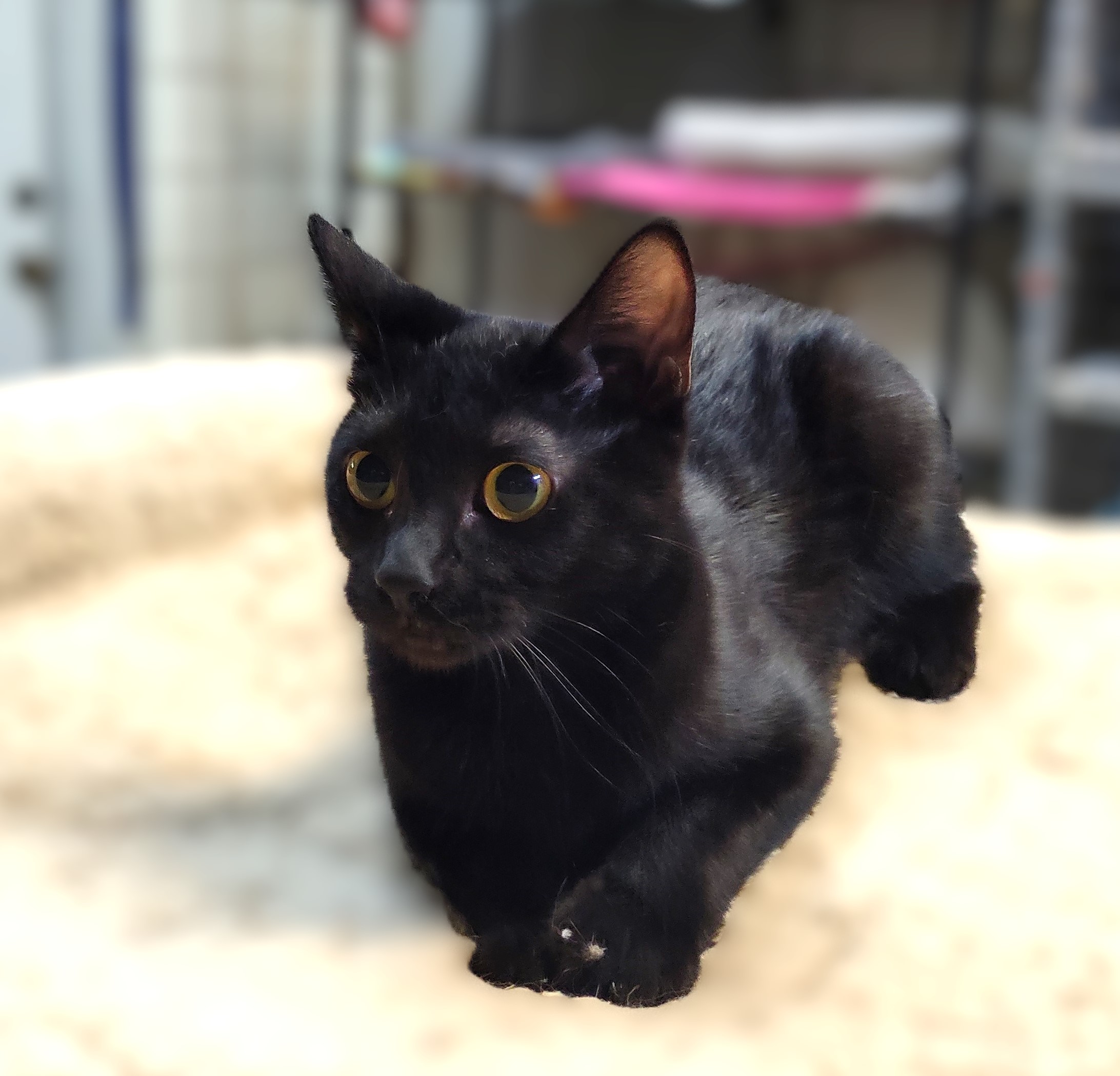 Enlarge Bella, a Adoptable Domestic Short Hair in Lago Vista, TX image 1/6