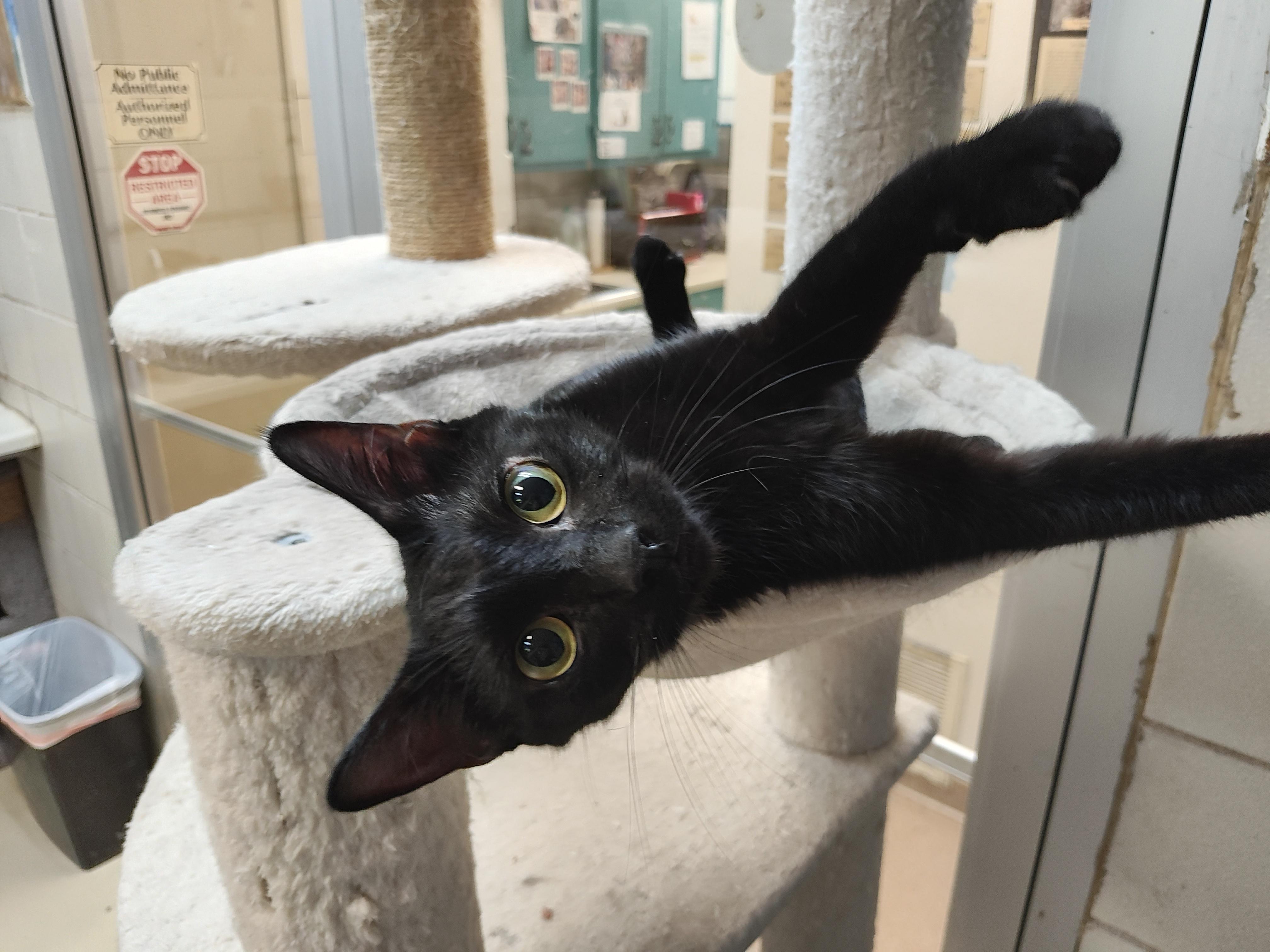 Enlarge Bella, a Adoptable Domestic Short Hair in Lago Vista, TX image 5/6