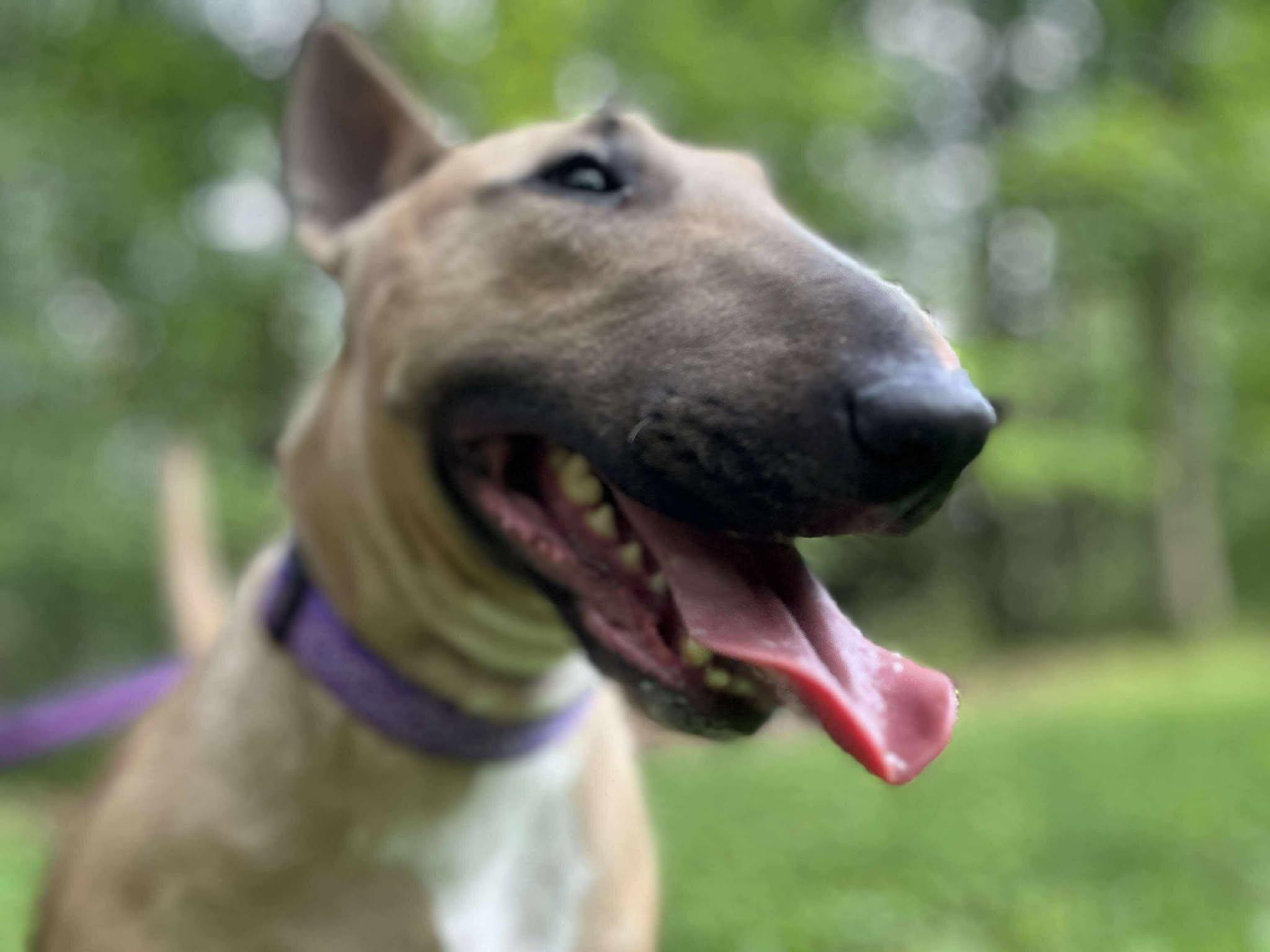 25-048 Sophie (f. Zippy), Adopted, Adult Female Bull Terrier.