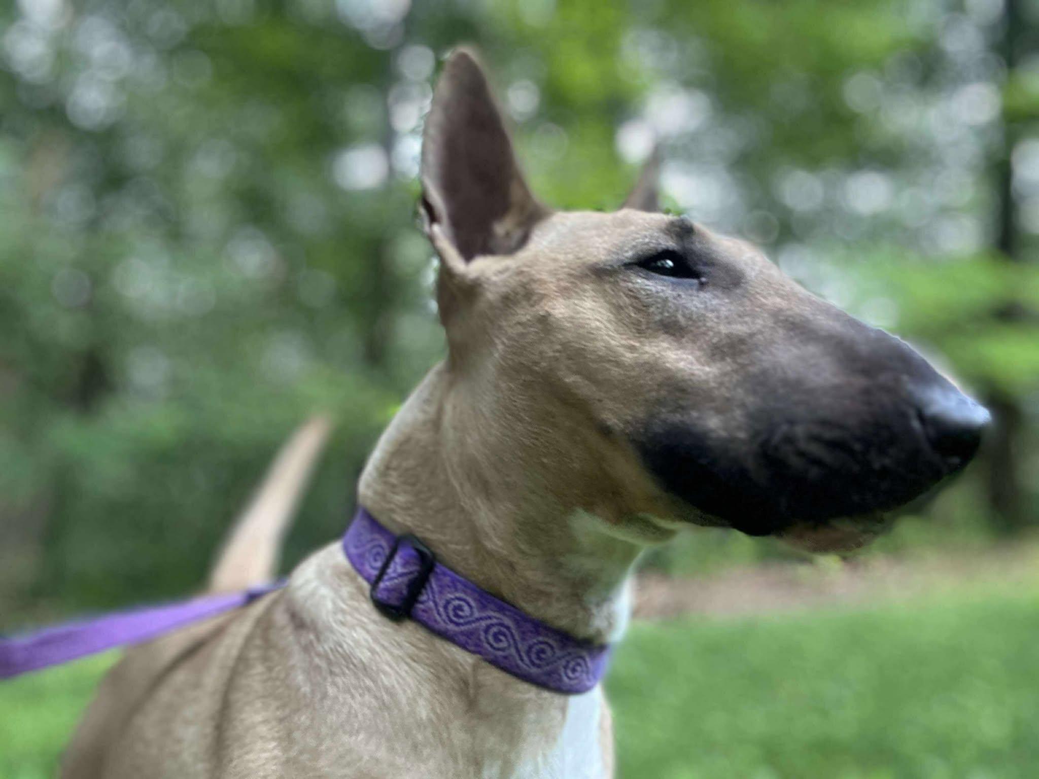 Enlarge 25-048 Sophie (f. Zippy), a Adopted Bull Terrier in New York, NY image 3/6