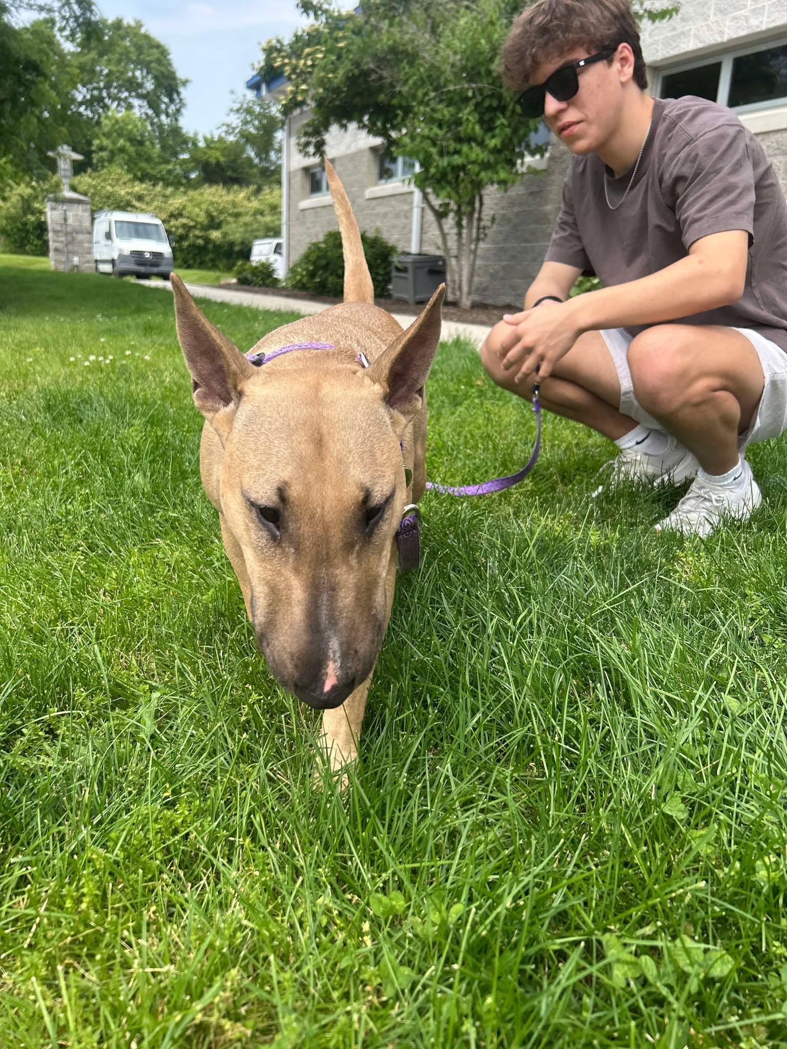 Enlarge 25-048 Sophie (f. Zippy), a Adopted Bull Terrier in New York, NY image 5/6