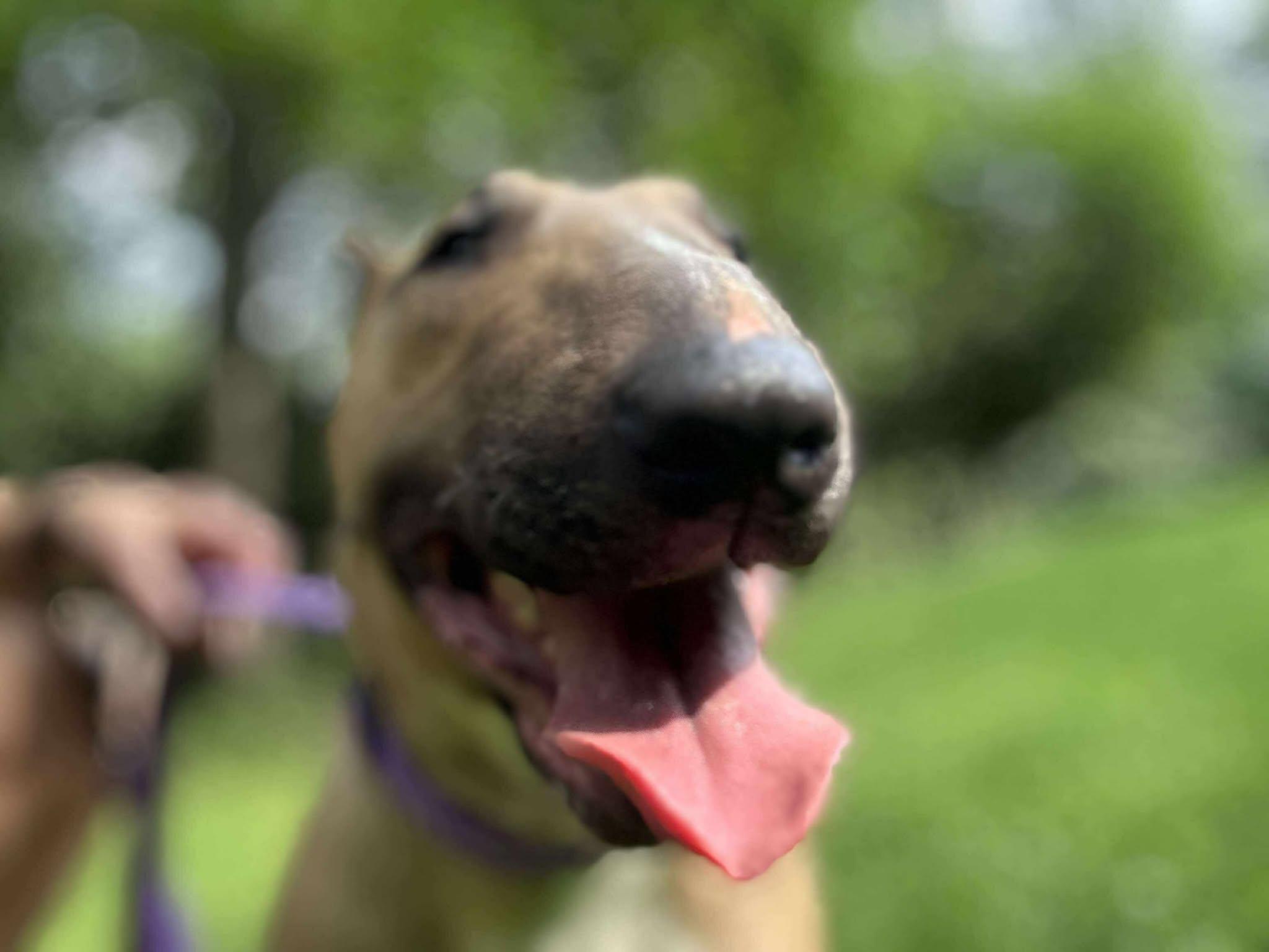 Enlarge 25-048 Sophie (f. Zippy), a Adopted Bull Terrier in New York, NY image 6/6