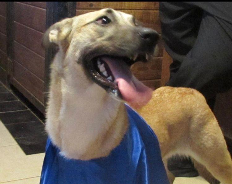 Reba, Adoptable, Adult Female Shepherd.