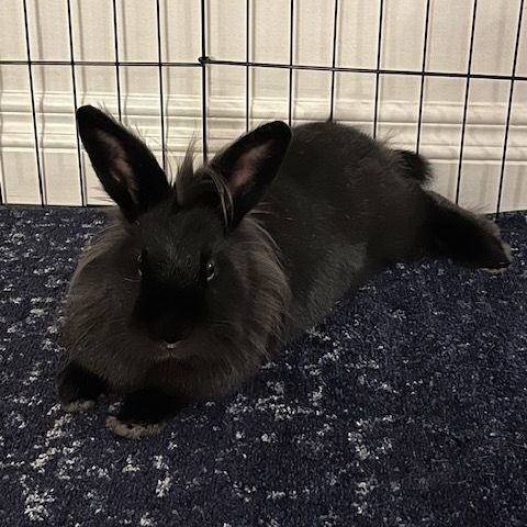 Leila