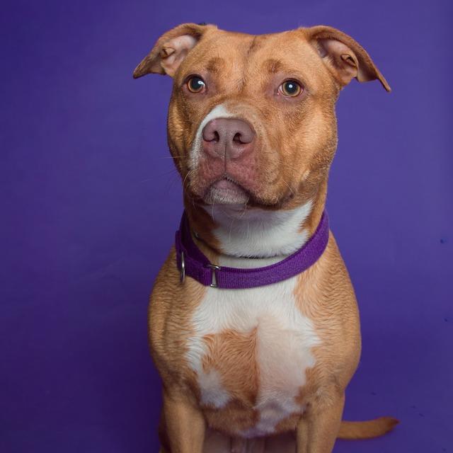 Francis, Adoptable, Adult Female Pit Bull Terrier.