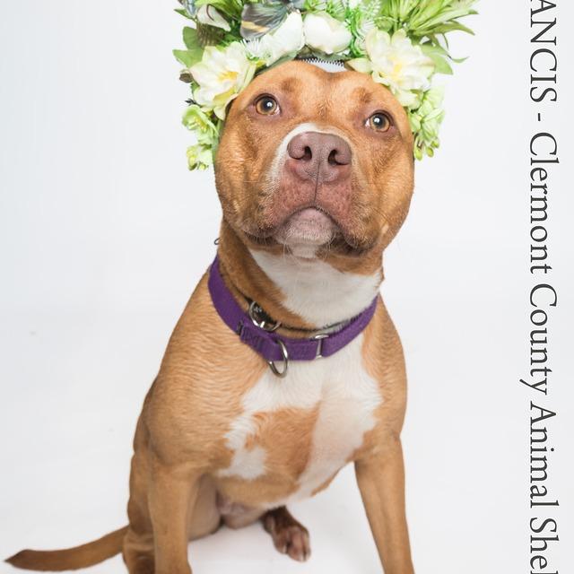 Francis, Adoptable, Adult Female Pit Bull Terrier.