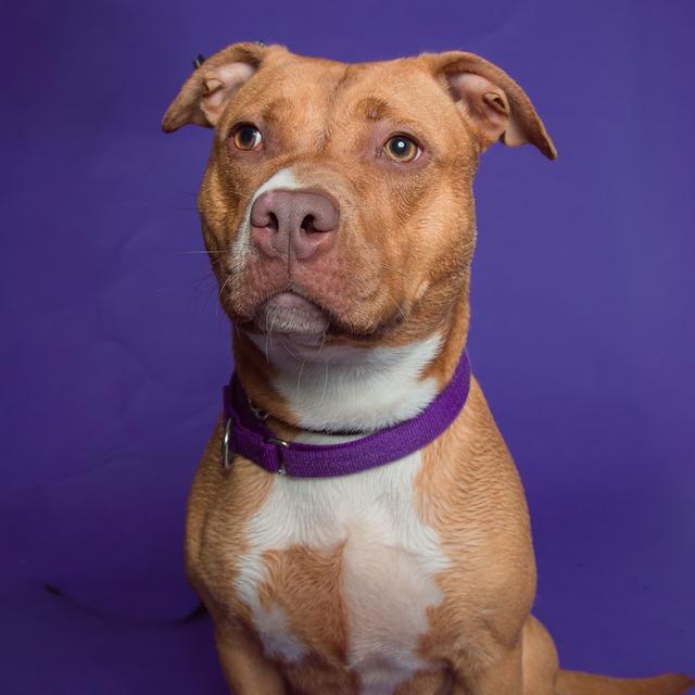 Francis, a Adoptable Pit Bull Terrier in Batavia, OH image 2/6