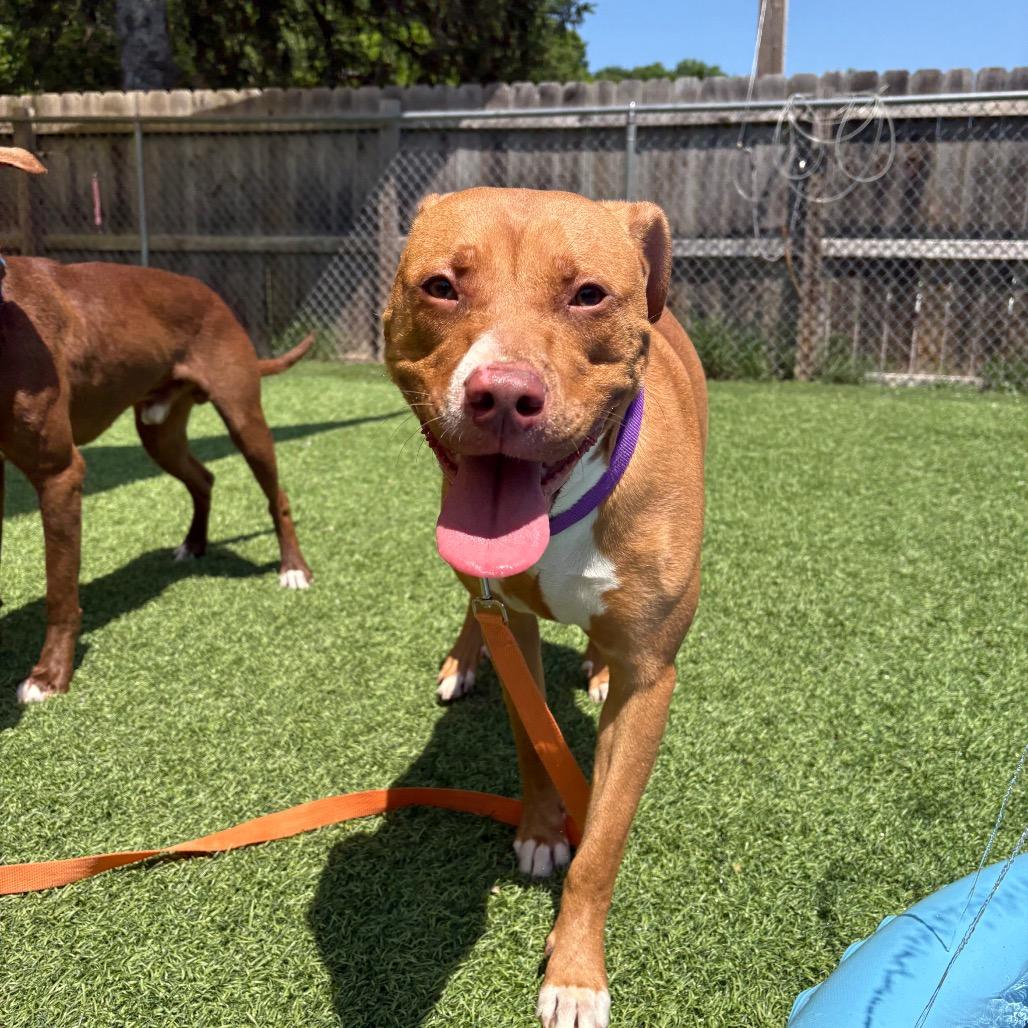 Francis, Adoptable, Adult Female Pit Bull Terrier.