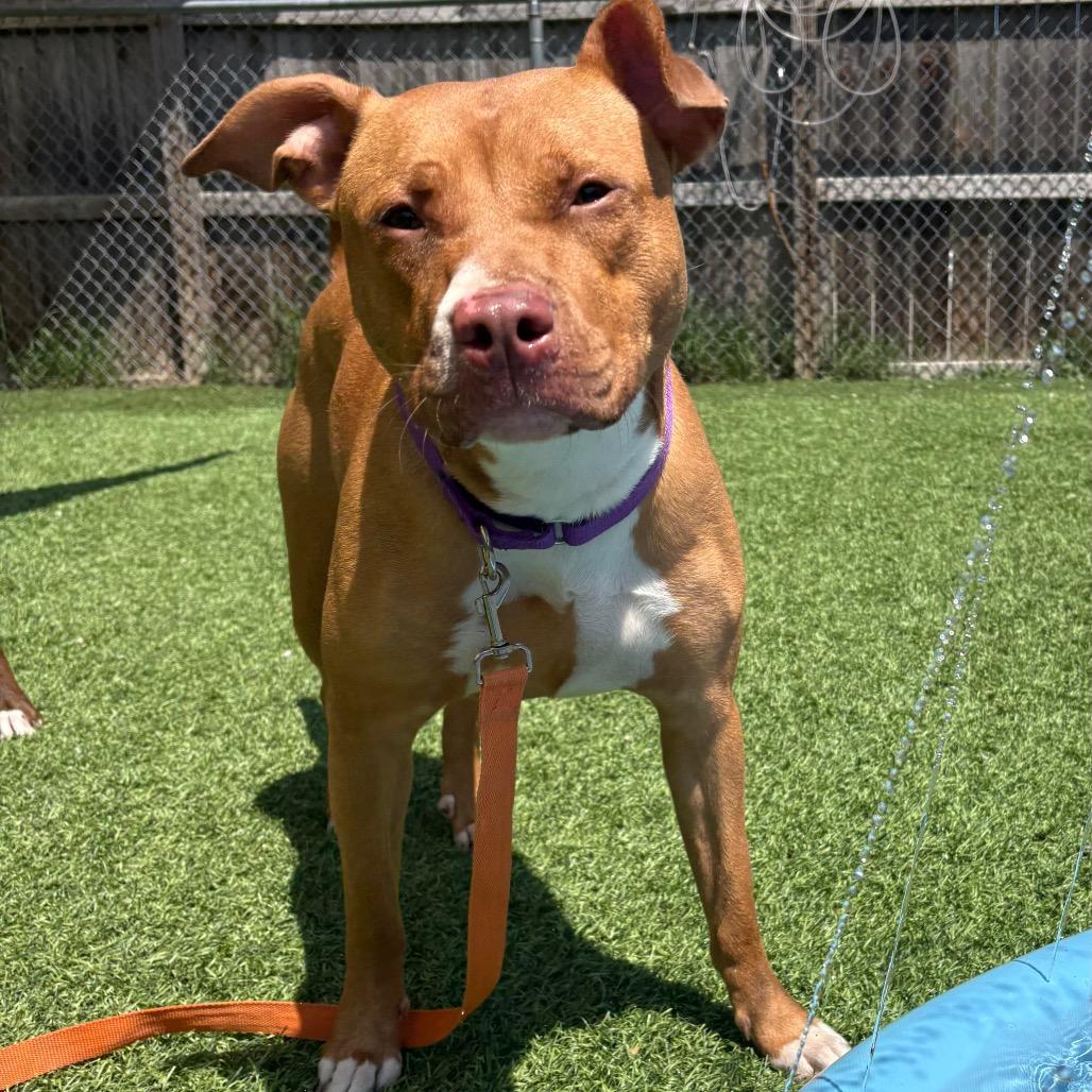 Enlarge Francis, a Adoptable Pit Bull Terrier in Batavia, OH image 2/3