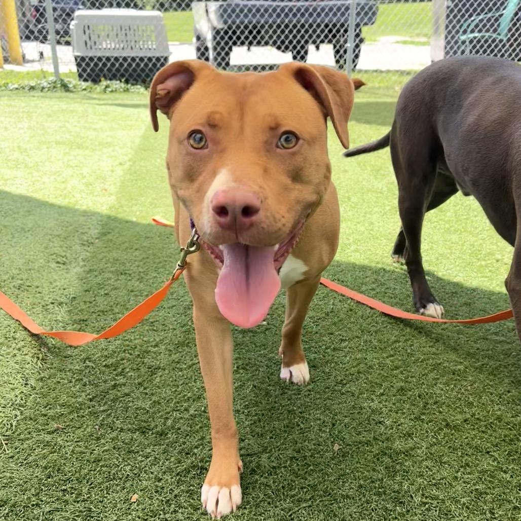 Enlarge Francis, a Adoptable Pit Bull Terrier in Batavia, OH image 3/3