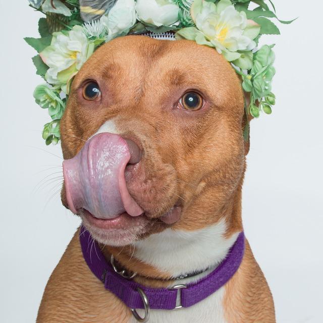 Enlarge Francis, a Adoptable Pit Bull Terrier in Batavia, OH image 6/6