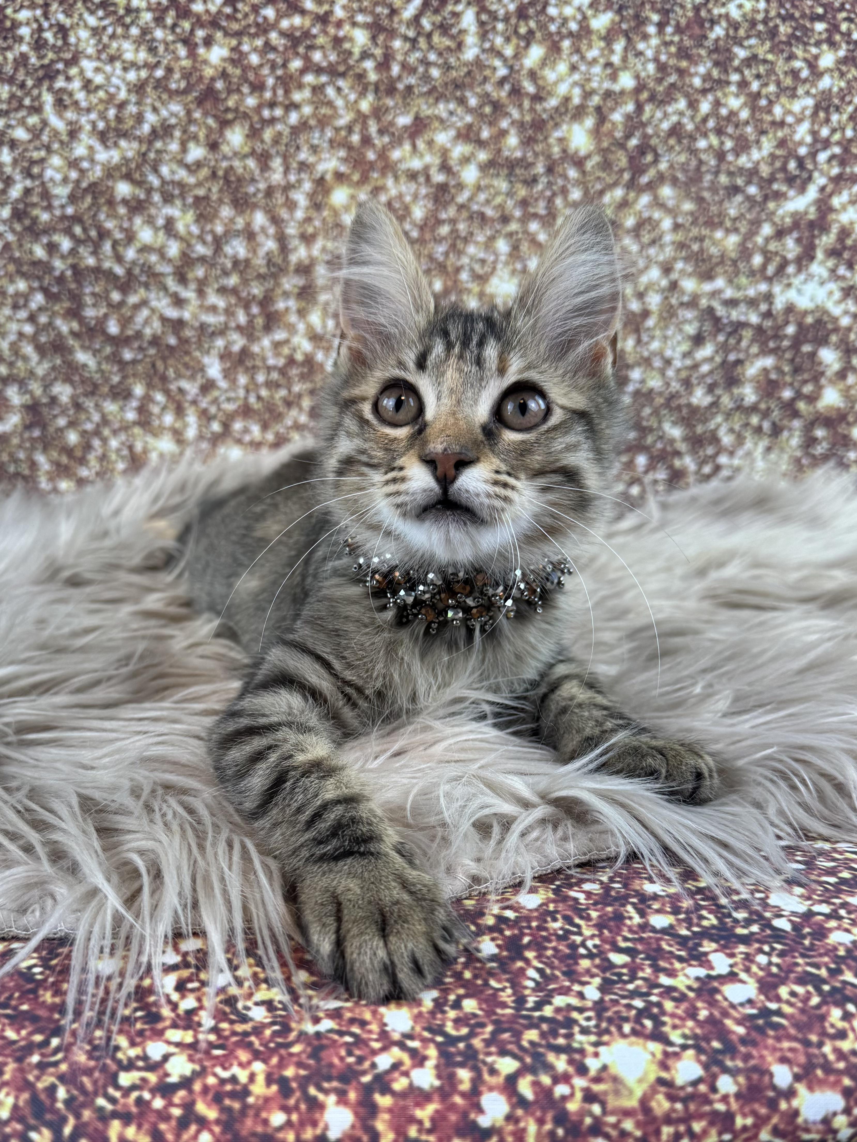 Enlarge Tilly, an adopted Domestic Medium Hair in Houston, TX image 4/6