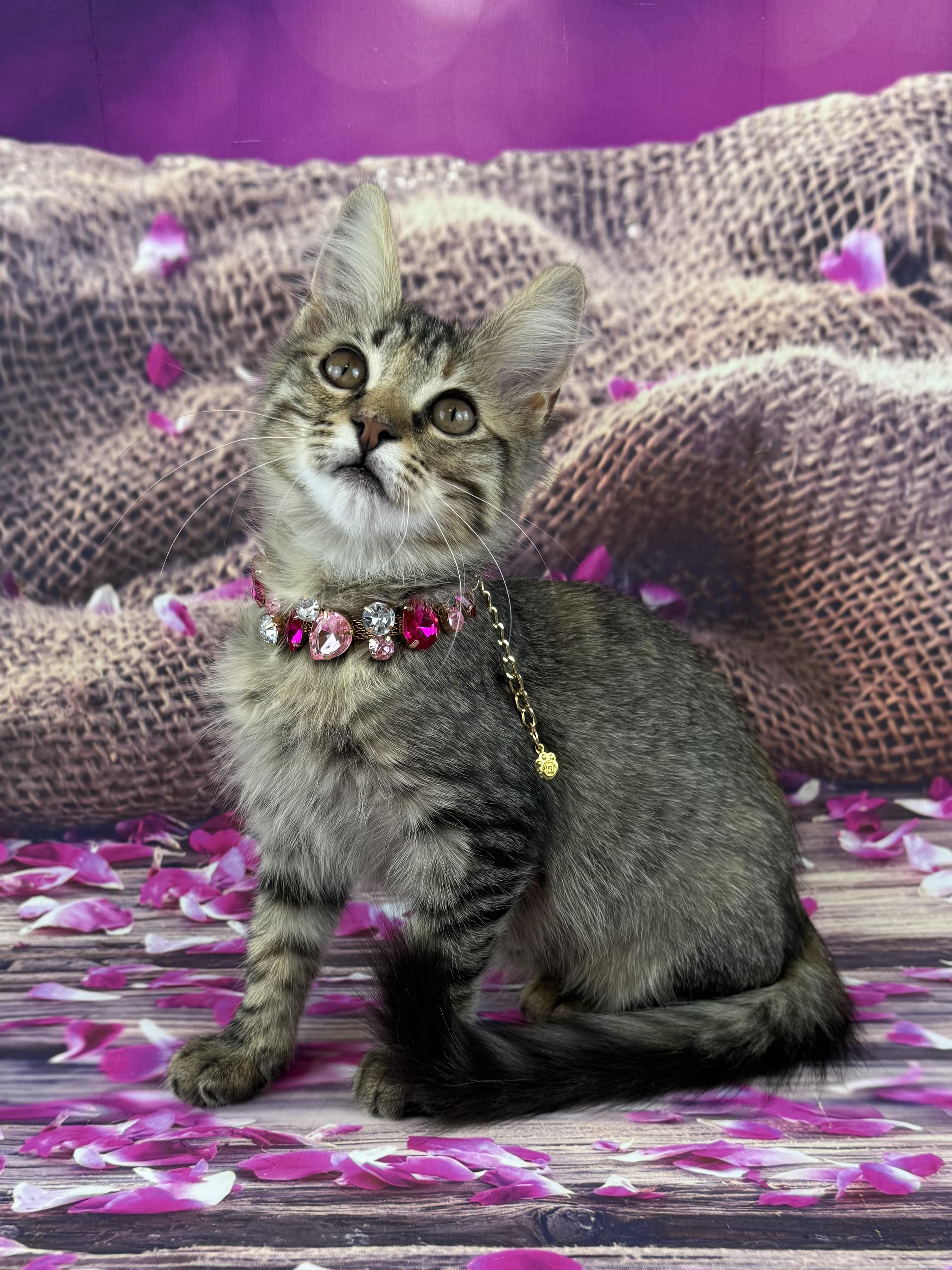 Enlarge Tilly, an adopted Domestic Medium Hair in Houston, TX image 2/6