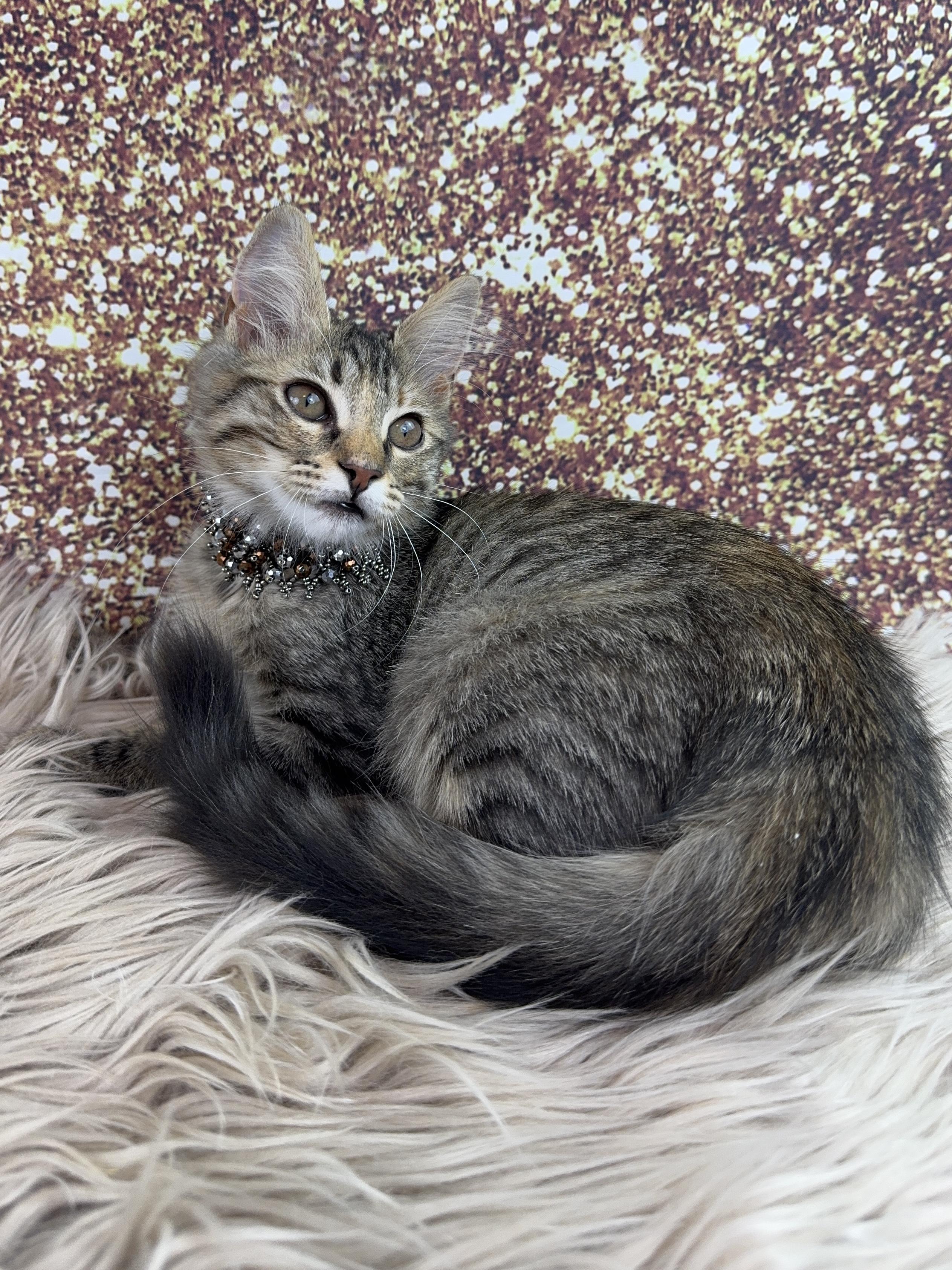 Enlarge Tilly, an adopted Domestic Medium Hair in Houston, TX image 3/6
