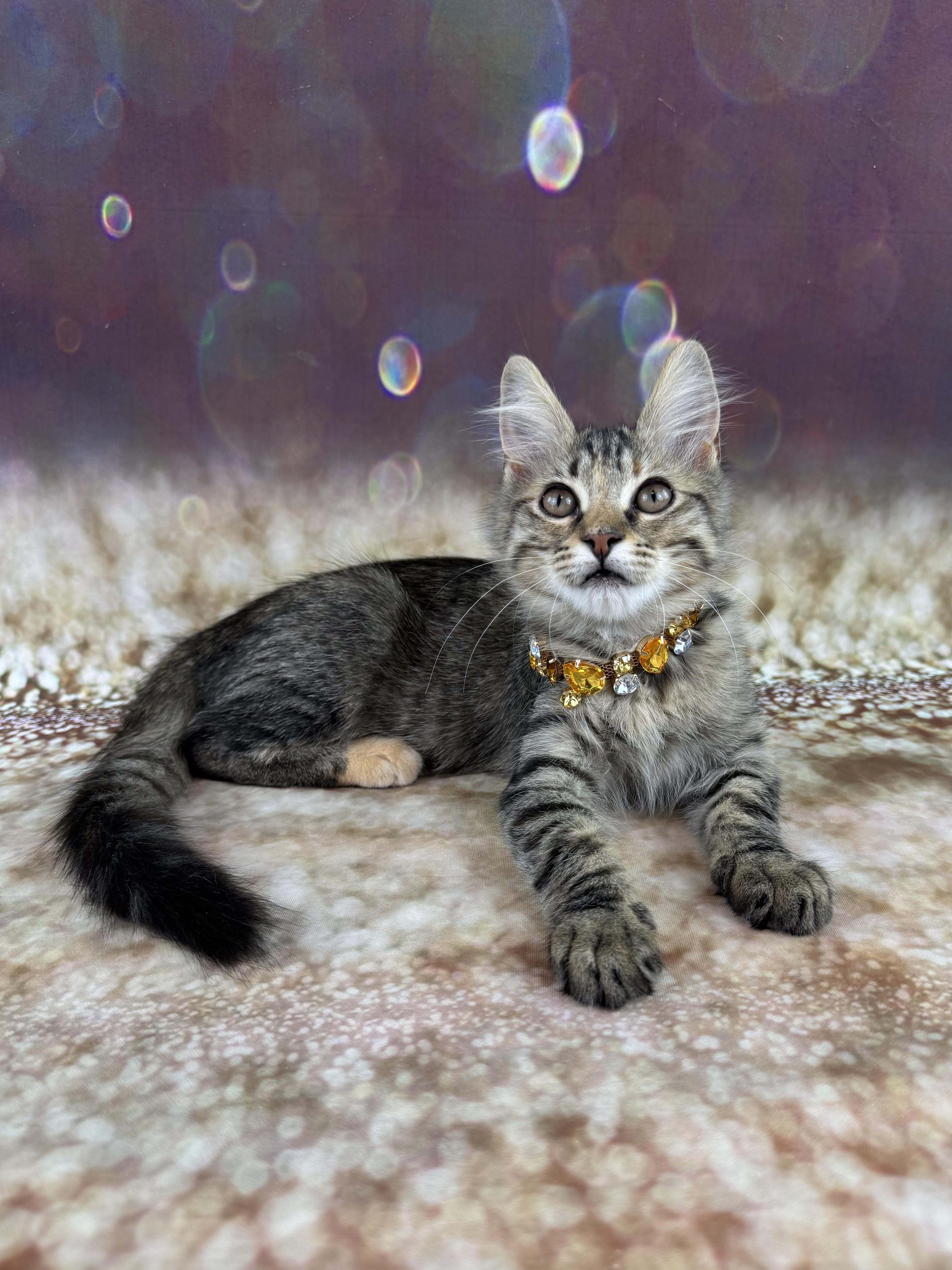 Enlarge Tilly, an adopted Domestic Medium Hair in Houston, TX image 5/6