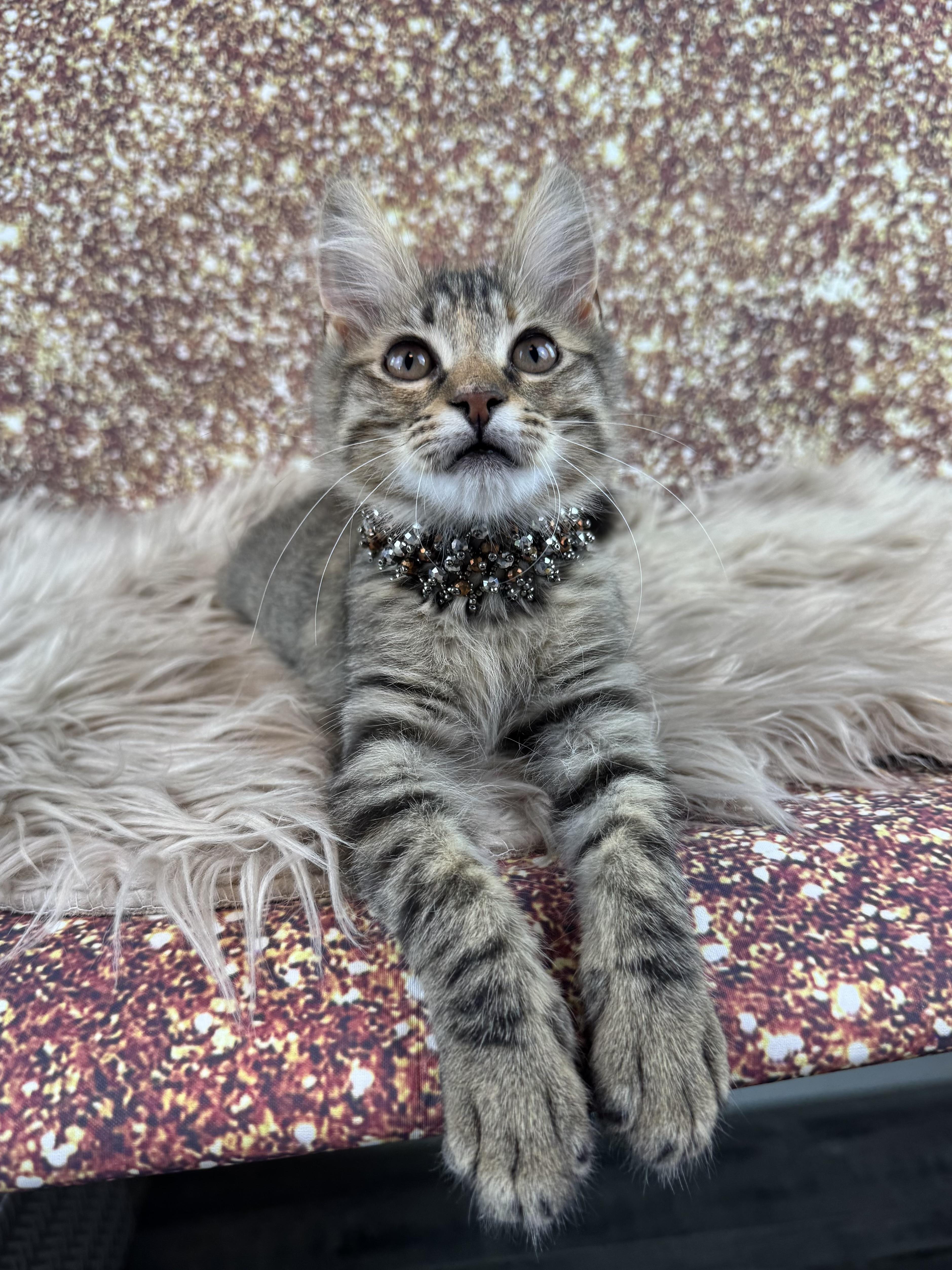 Tilly, adopted, Kitten Female Domestic Medium Hair.