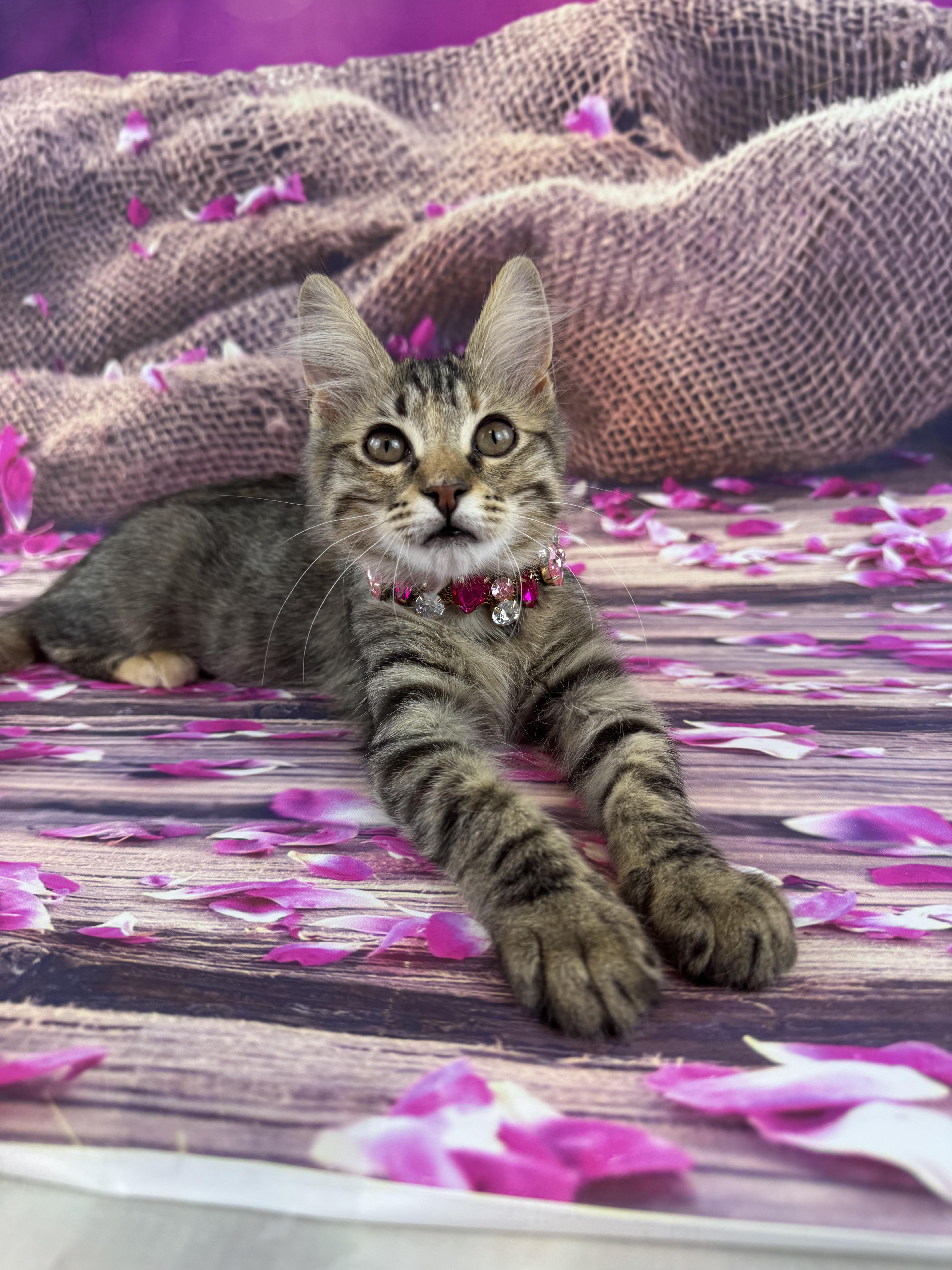 Enlarge Tilly, an adopted Domestic Medium Hair in Houston, TX image 6/6