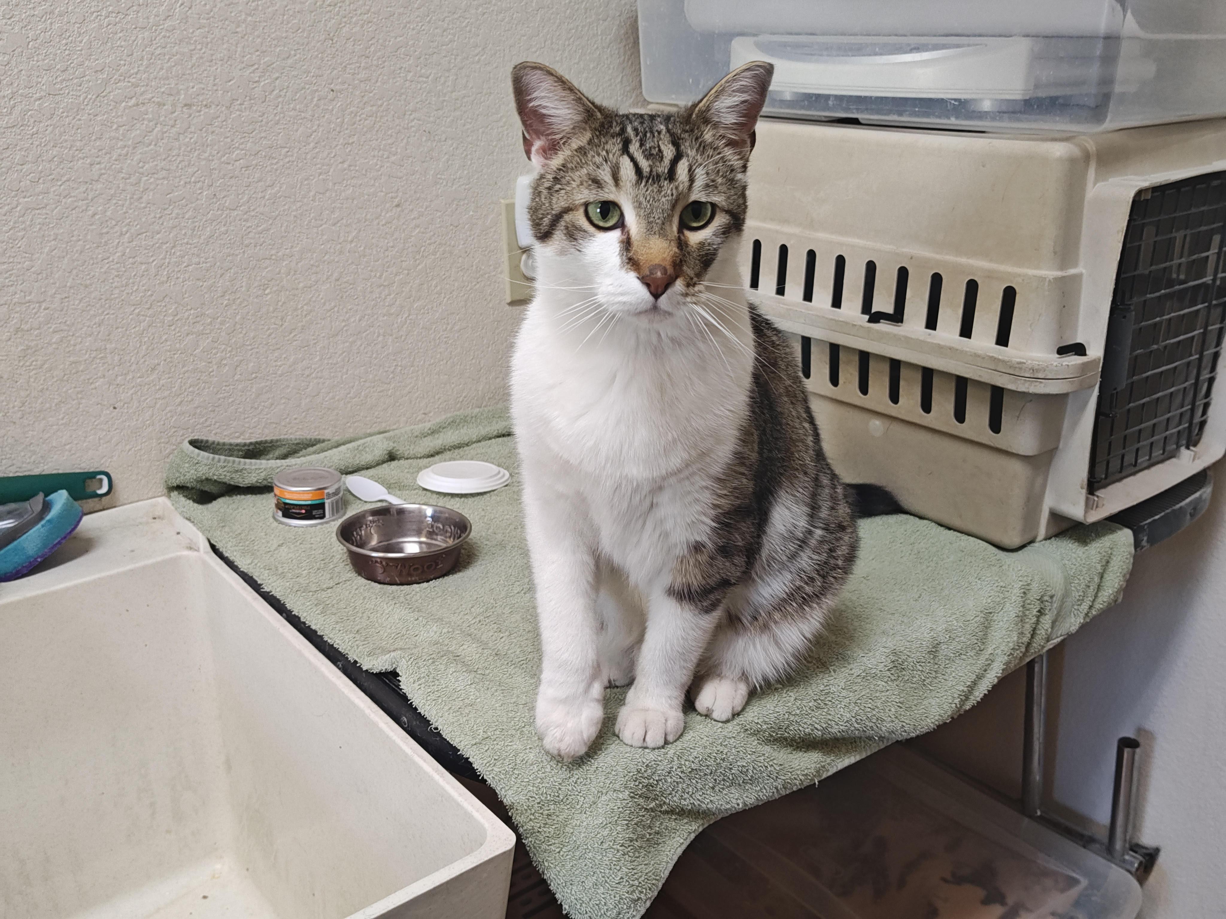 Fergus, an adoptable Domestic Short Hair in Wahpeton, ND, 58075 | Photo Image 3