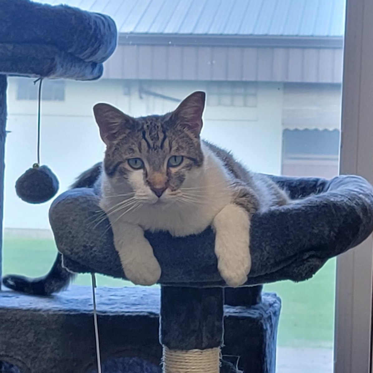 Fergus, an adoptable Domestic Short Hair in Wahpeton, ND, 58075 | Photo Image 2