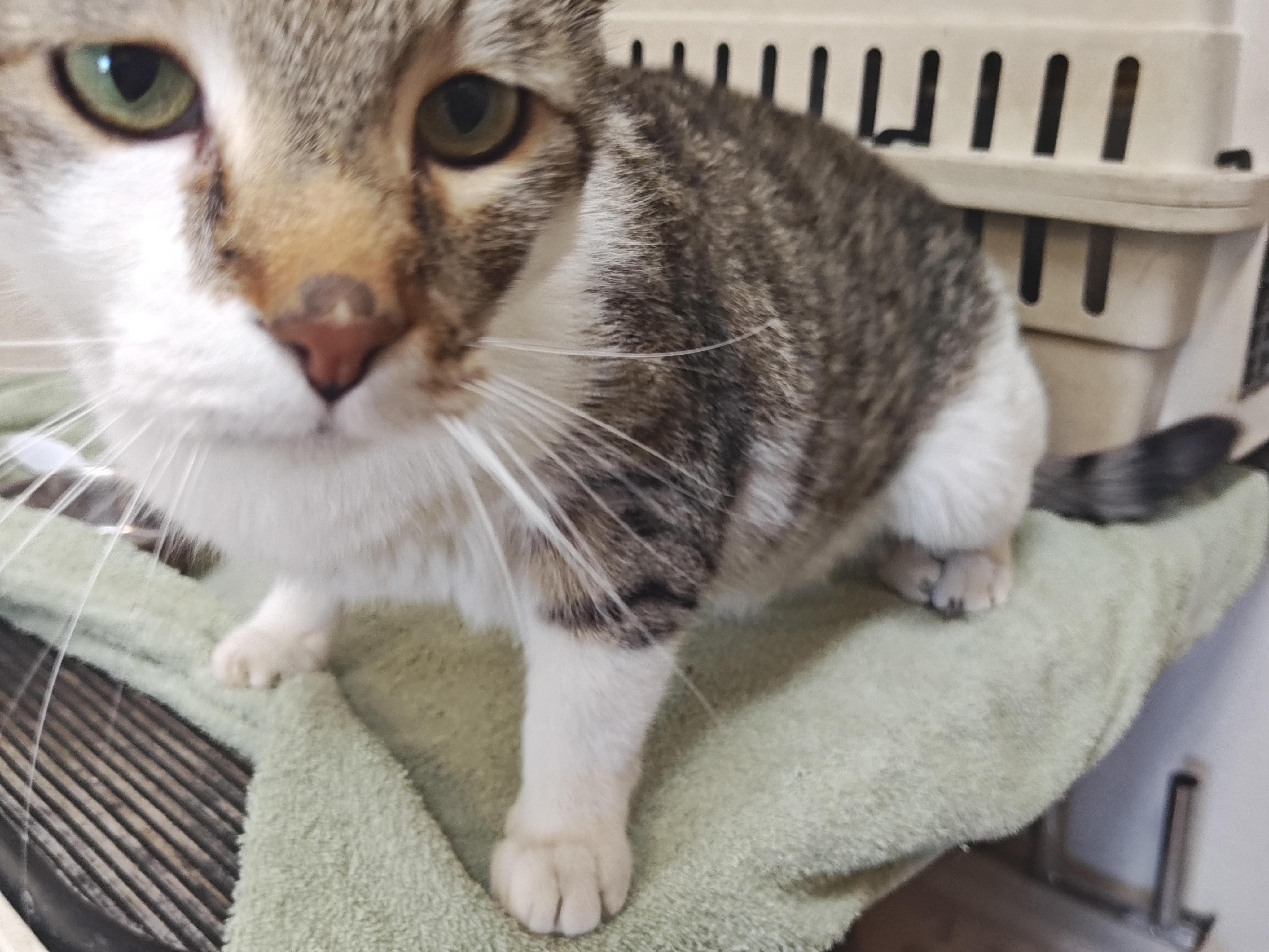 Fergus, an adoptable Domestic Short Hair in Wahpeton, ND, 58075 | Photo Image 4