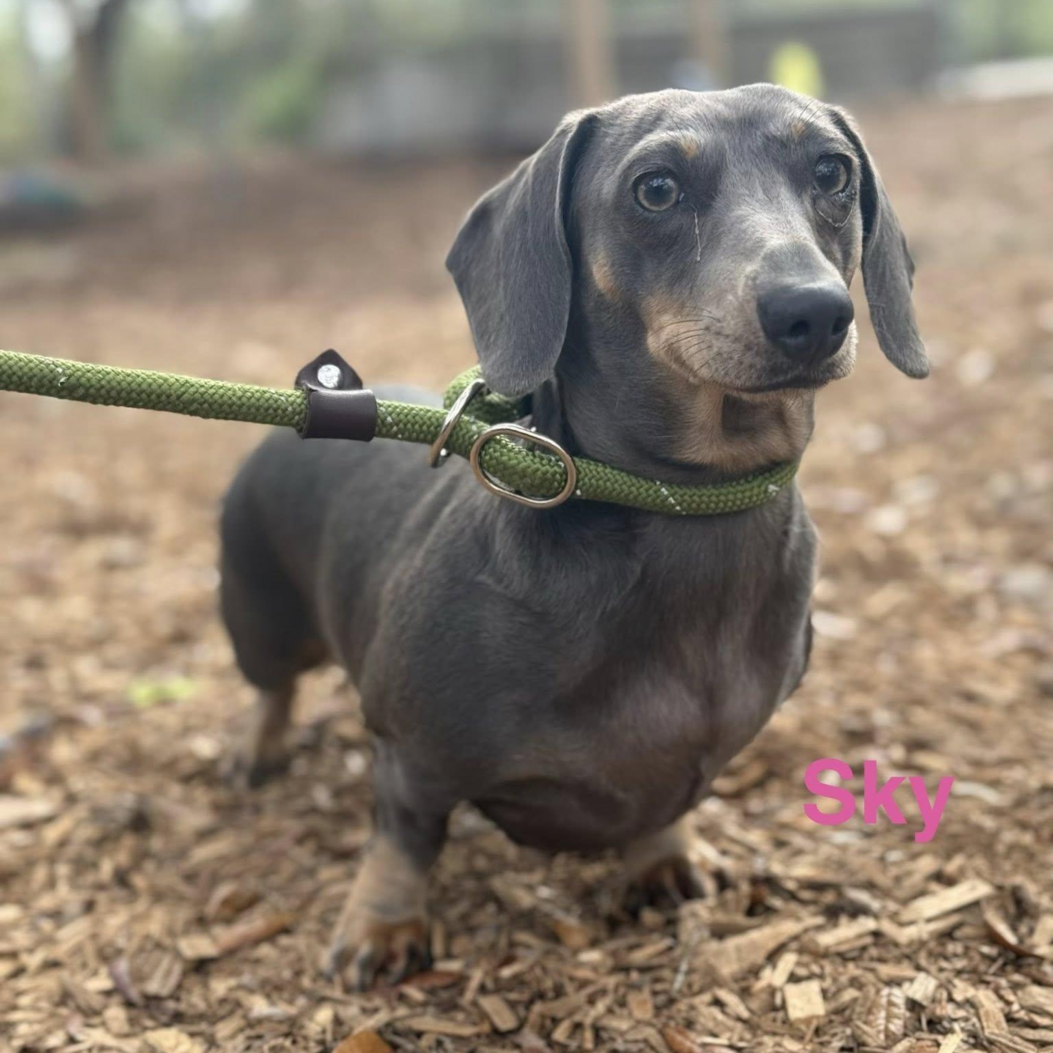 Enlarge Sky, an adopted Dachshund in St. Augustine, FL image 1/2