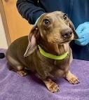 Enlarge Sky, an adopted Dachshund in St. Augustine, FL image 2/2