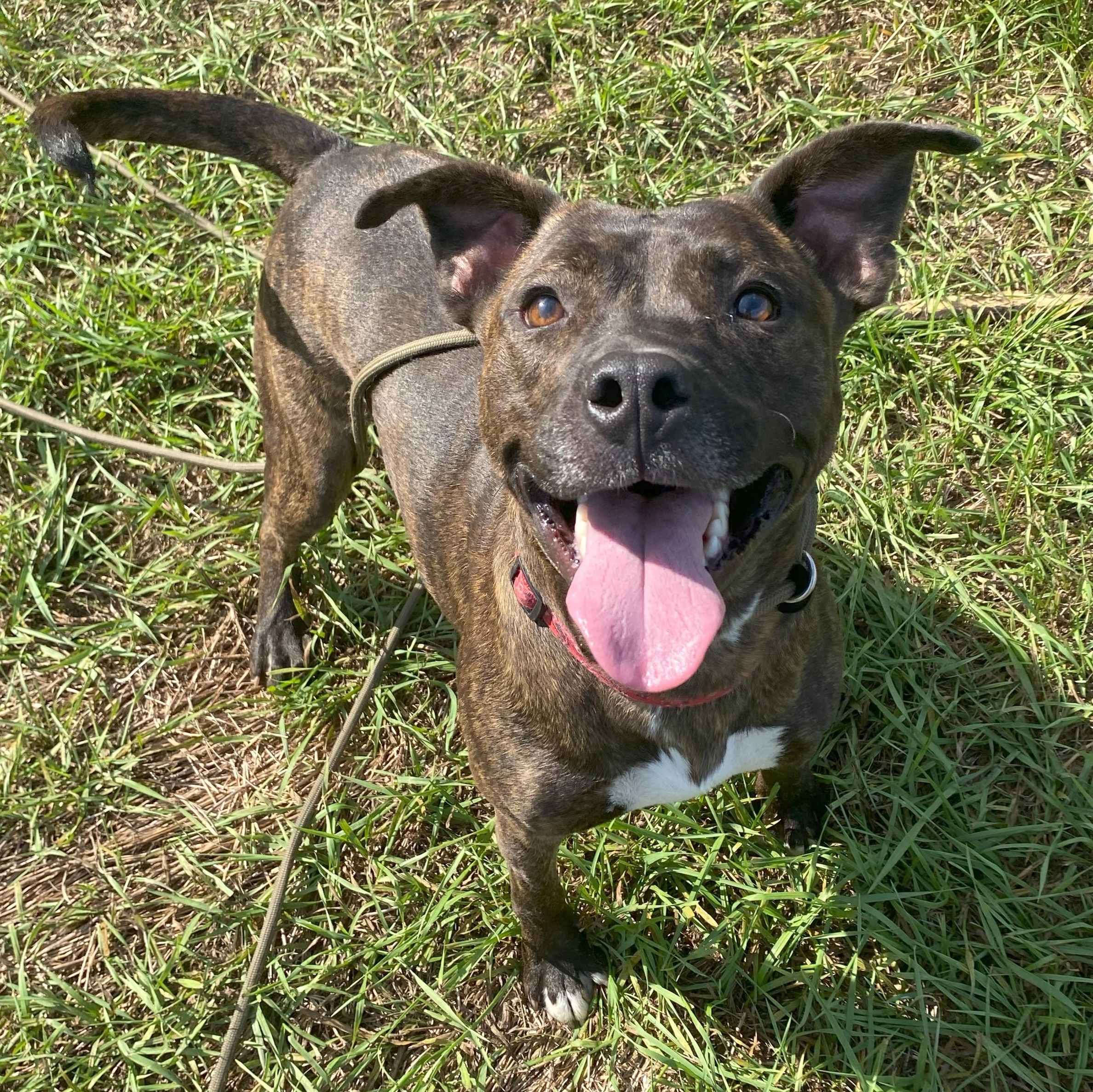 Enlarge Chevy, an adoptable mixed breed in Allegan, MI image 5/6