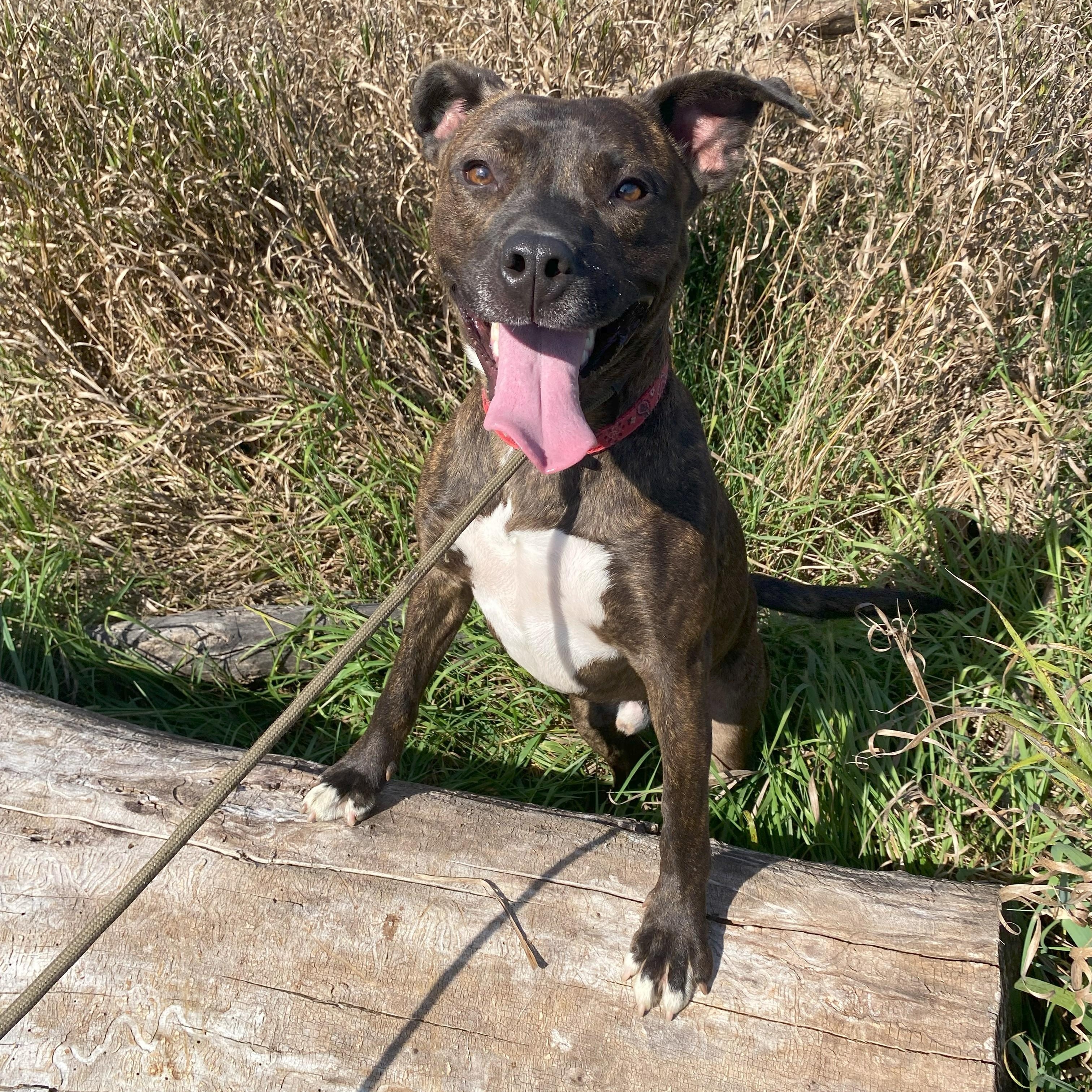 Enlarge Chevy, an adoptable mixed breed in Allegan, MI image 3/6