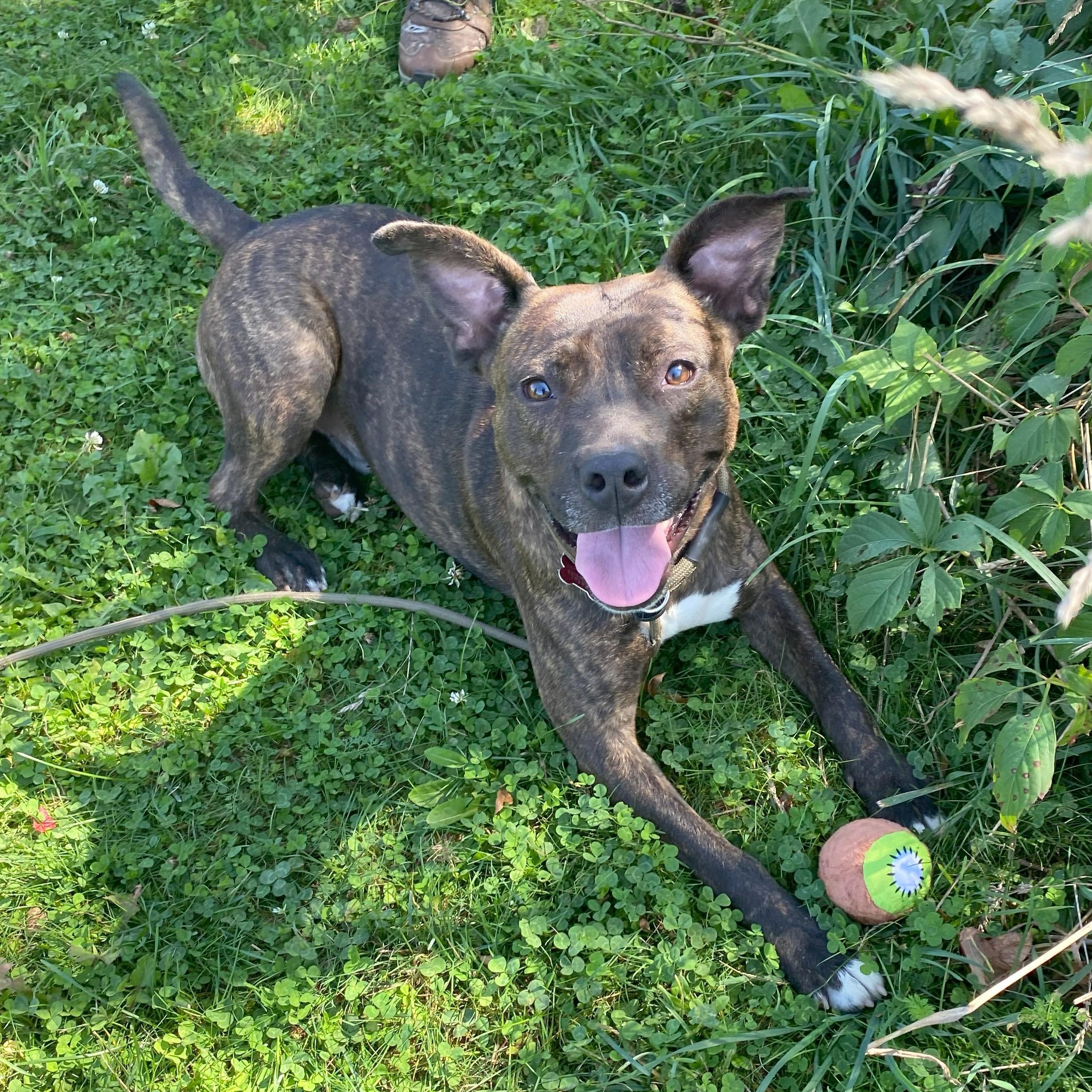 Enlarge Chevy, an adoptable mixed breed in Allegan, MI image 4/6