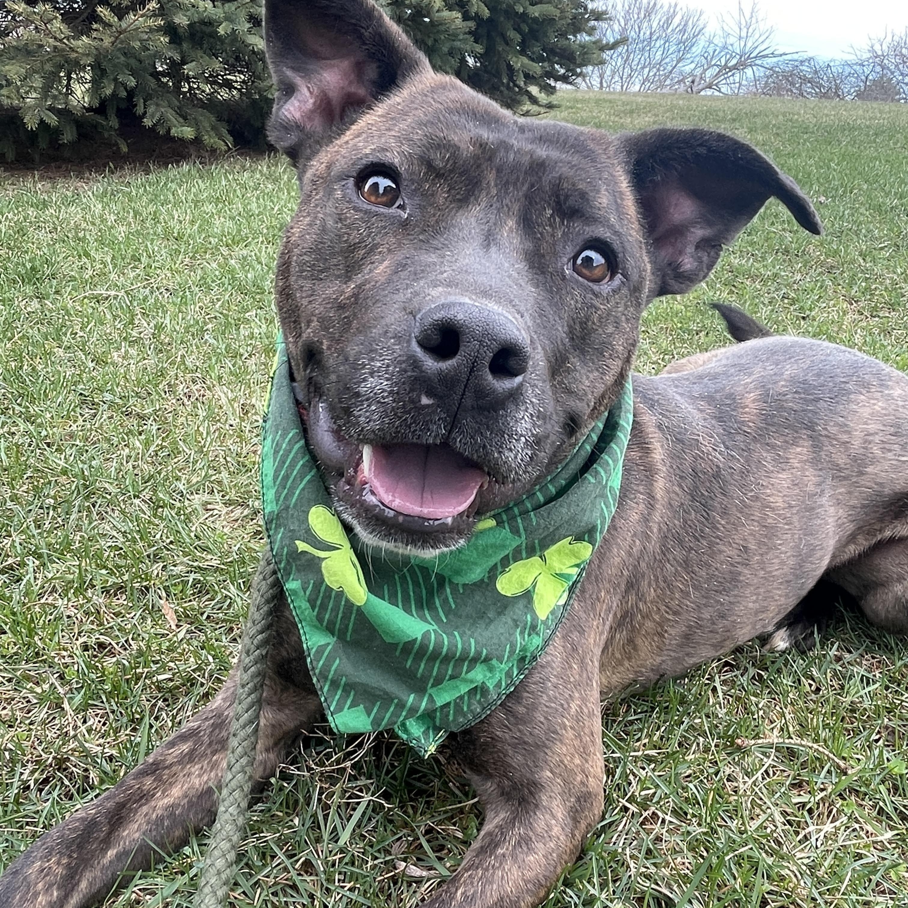 Chevy, adoptable, Adult Male Pit Bull Terrier.