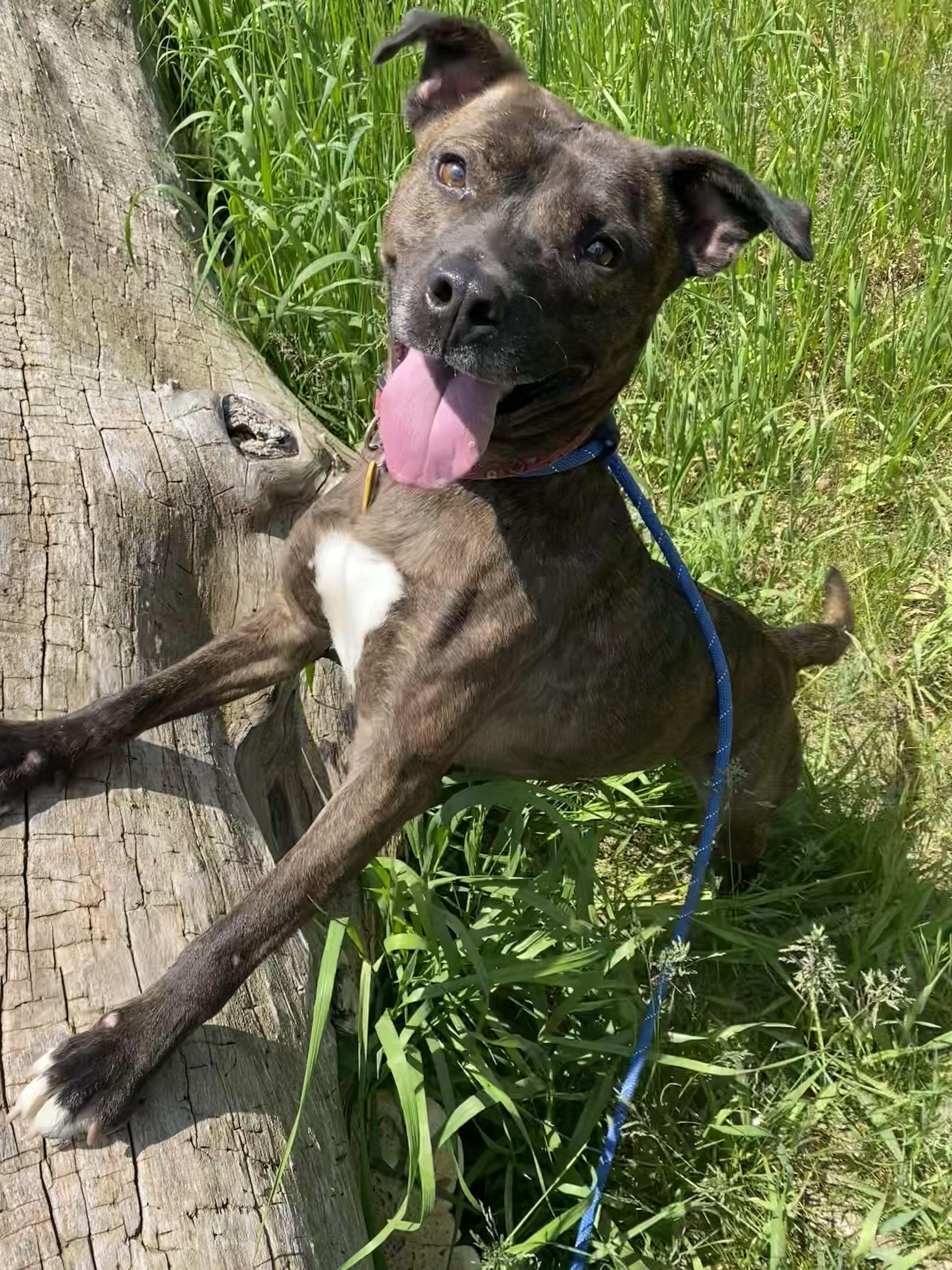 Enlarge Chevy, an adoptable mixed breed in Allegan, MI image 6/6