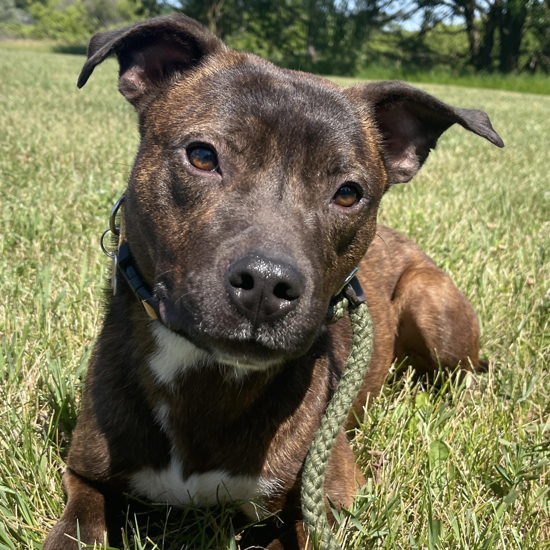 Chevy, Young Male unknown