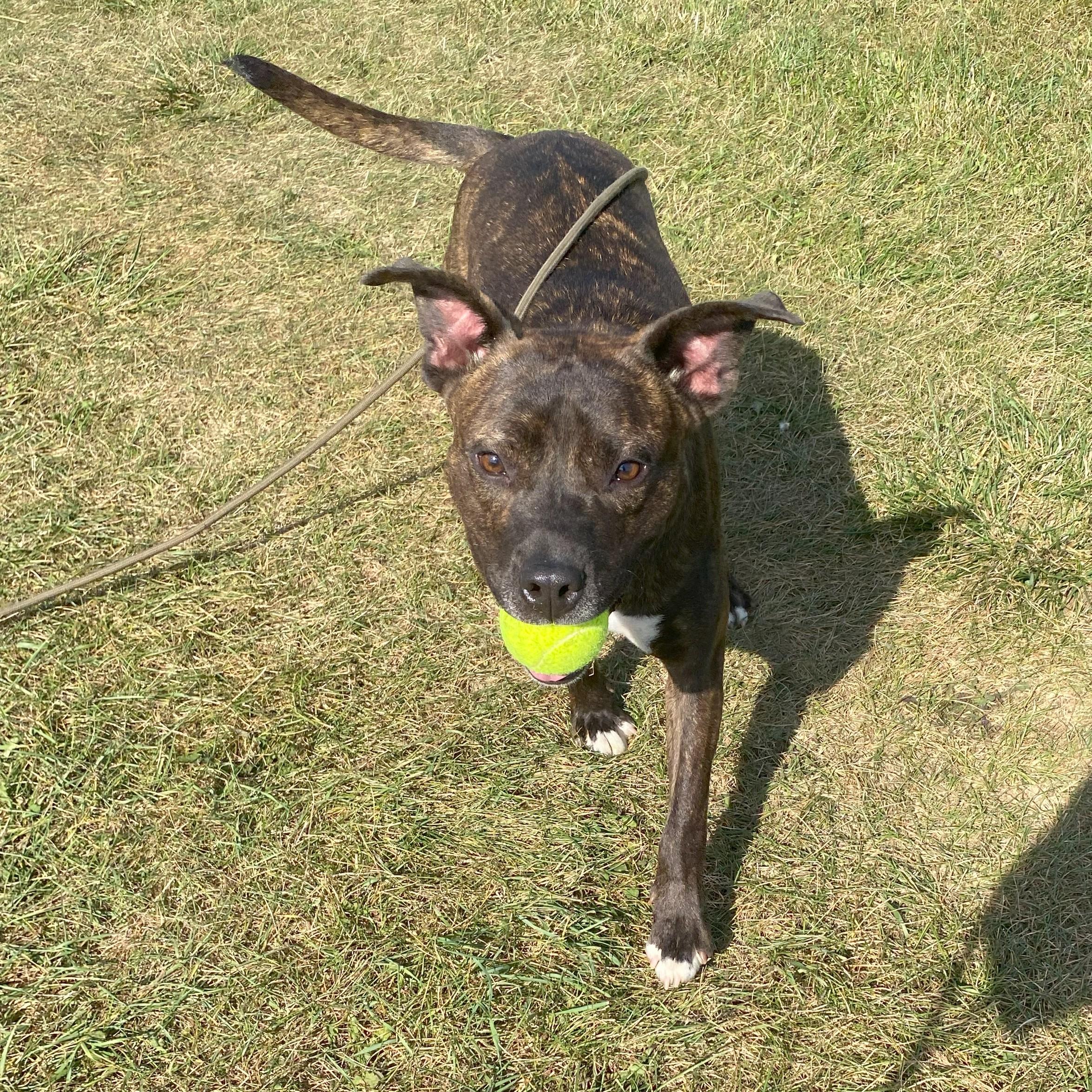 Enlarge Chevy, an adoptable mixed breed in Allegan, MI image 6/6