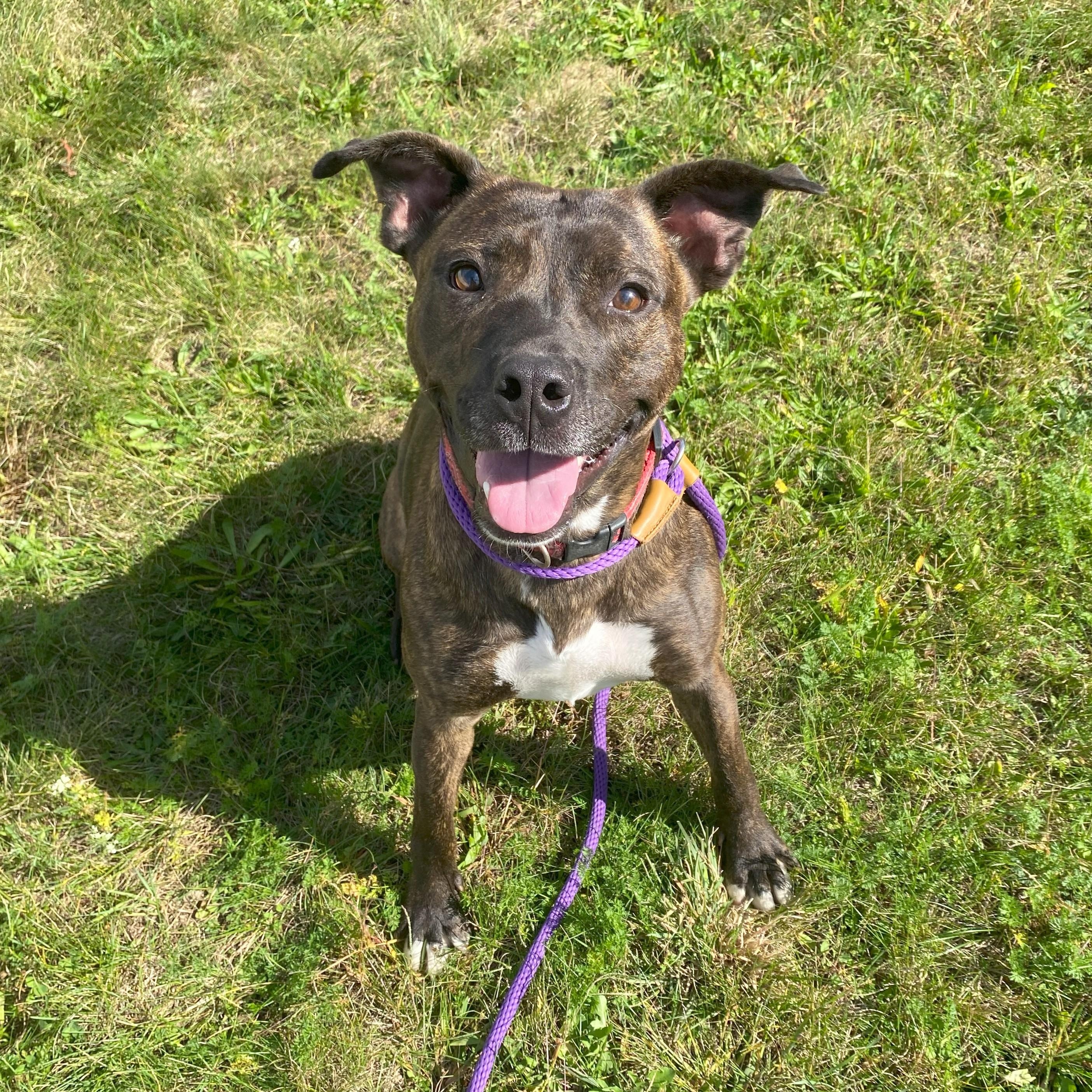 Enlarge Chevy, an adoptable mixed breed in Allegan, MI image 2/6
