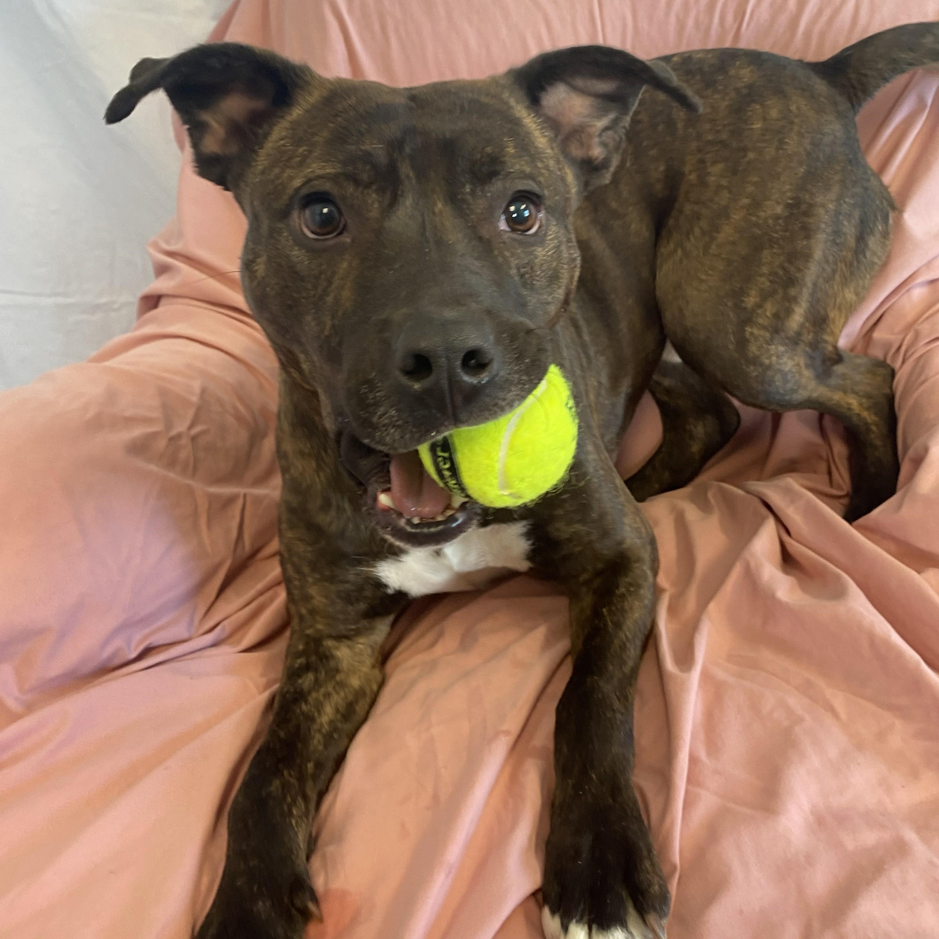 Chevy, an adoptable mixed breed in Allegan, MI image 6/6