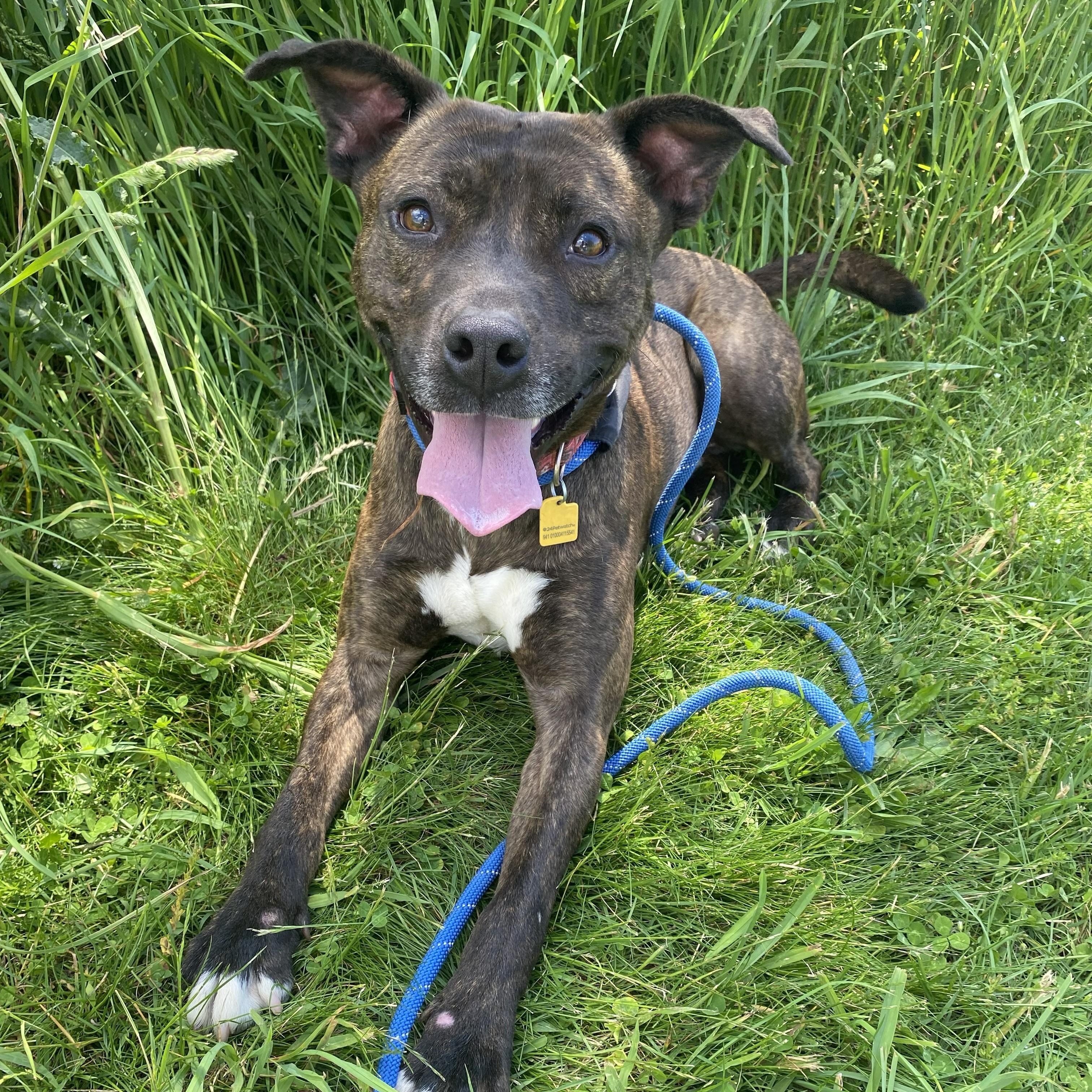 Enlarge Chevy, an adoptable mixed breed in Allegan, MI image 2/6