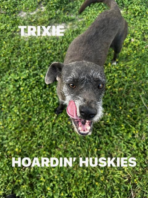 Enlarge Trixie, an adopted mixed breed in Grove city, OH image 1/6