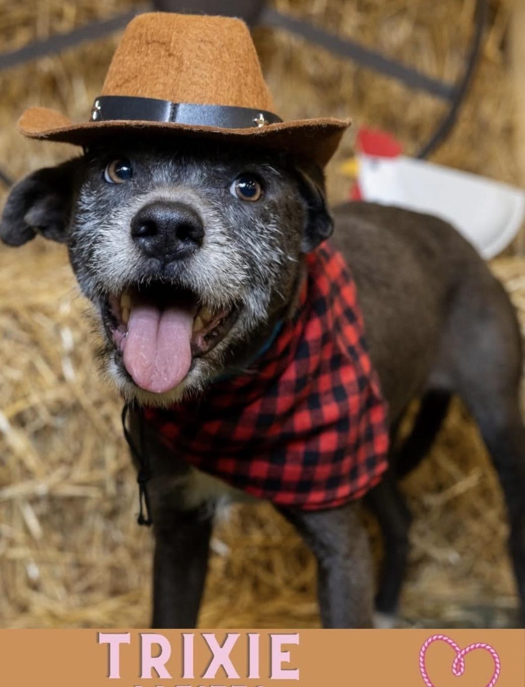 Enlarge Trixie, an adopted mixed breed in Grove city, OH image 4/6