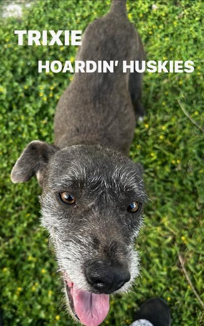 Enlarge Trixie, an adopted mixed breed in Grove city, OH image 3/6