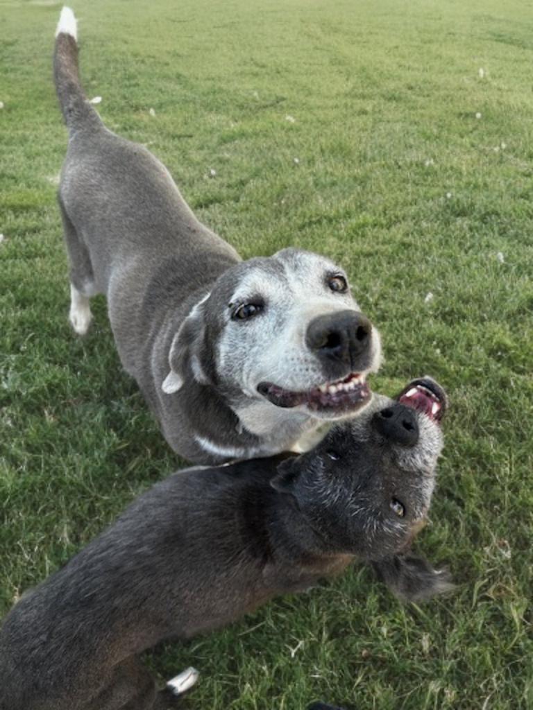 Enlarge Trixie, an adopted mixed breed in Grove city, OH image 6/6