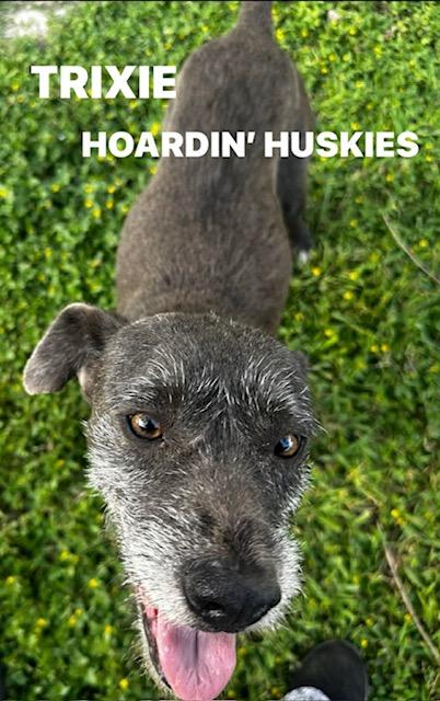 Enlarge Trixie, an adopted mixed breed in Grove city, OH image 2/6