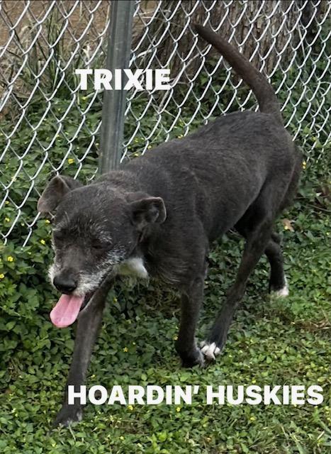 Enlarge Trixie, an adopted mixed breed in Grove city, OH image 5/6